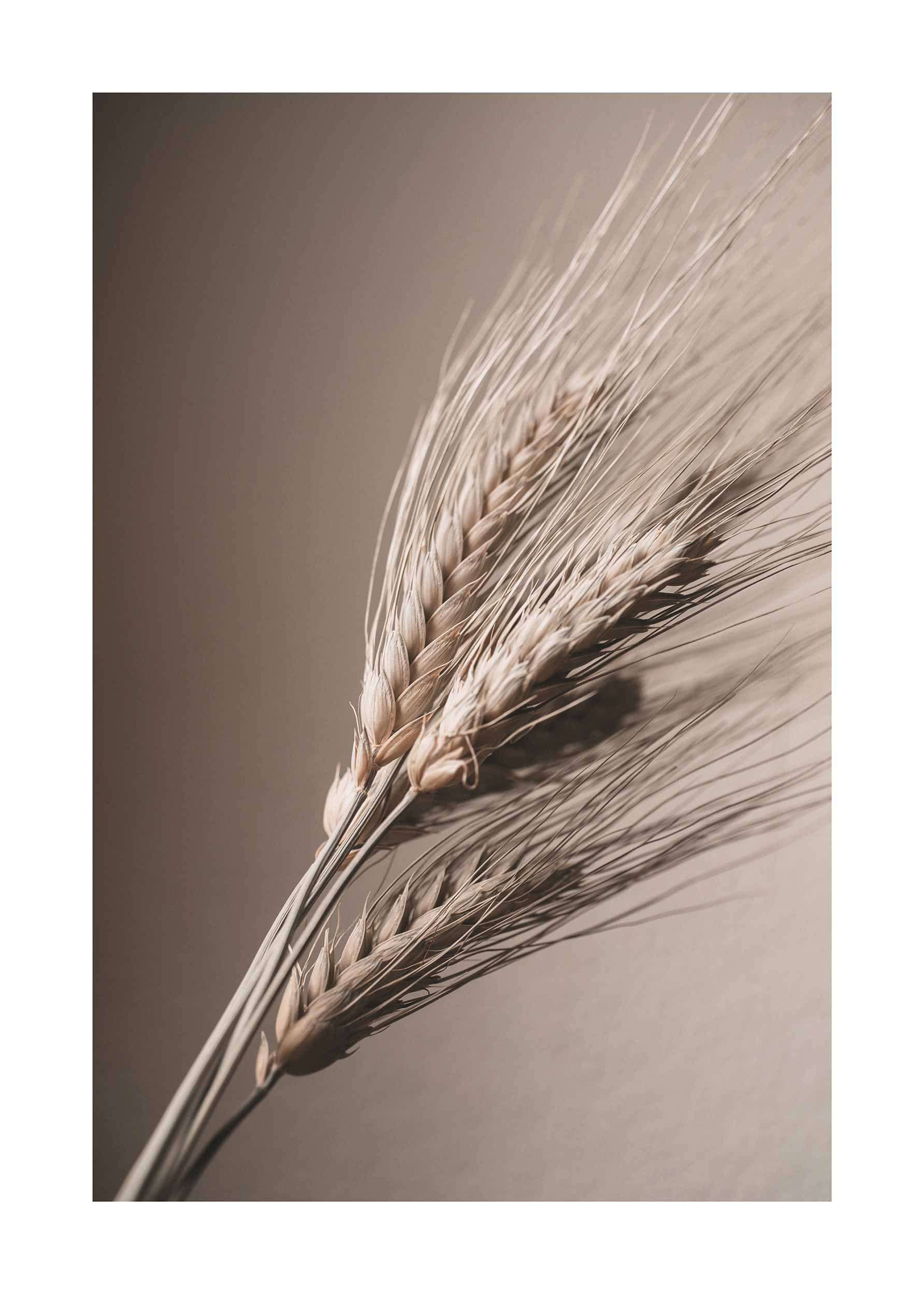 Wheat Straw No.2 Poster - Botanical photo (50x70 cm)