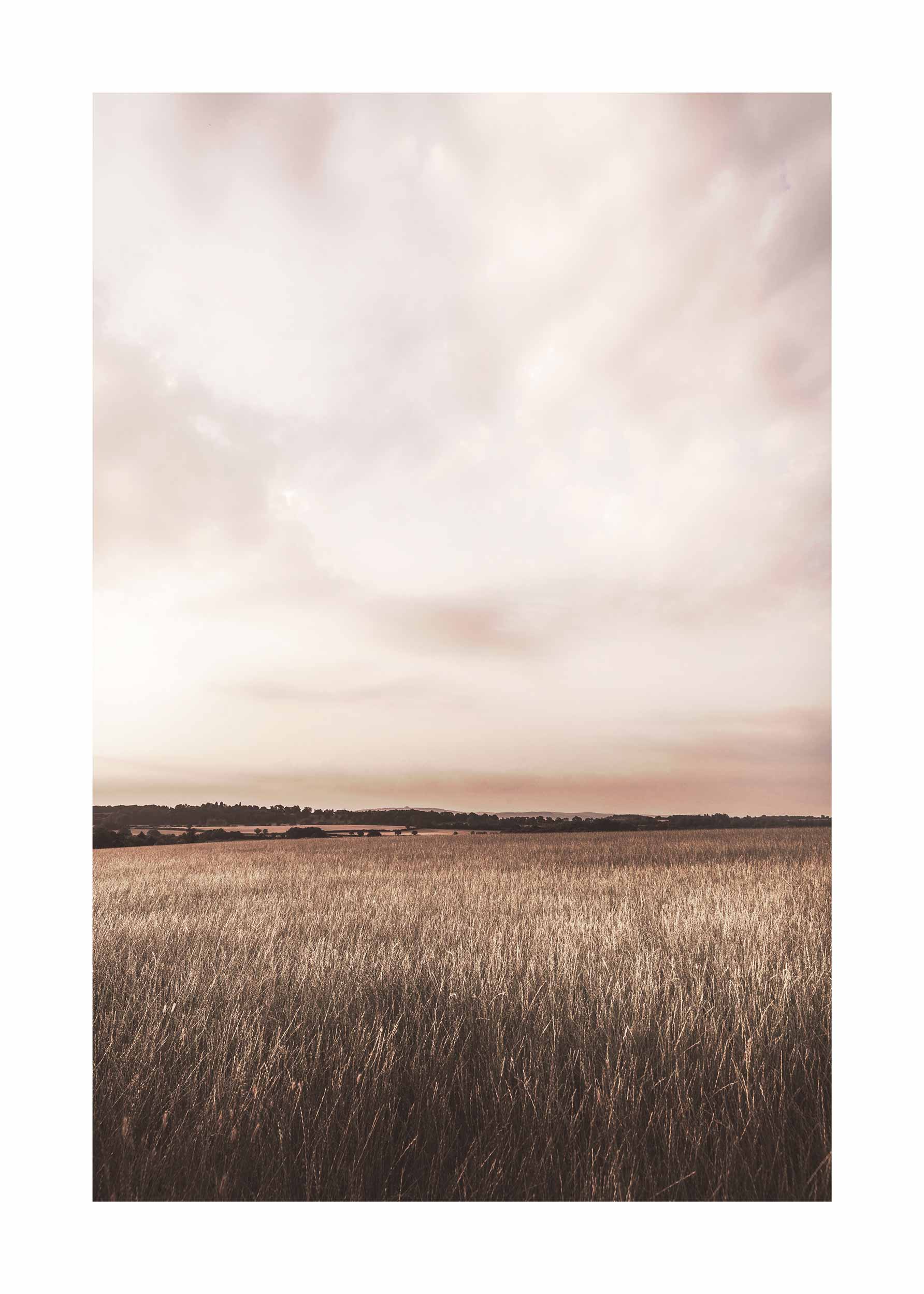 Sunset Meadow plakat - Landskabsillustration (50x70 cm)