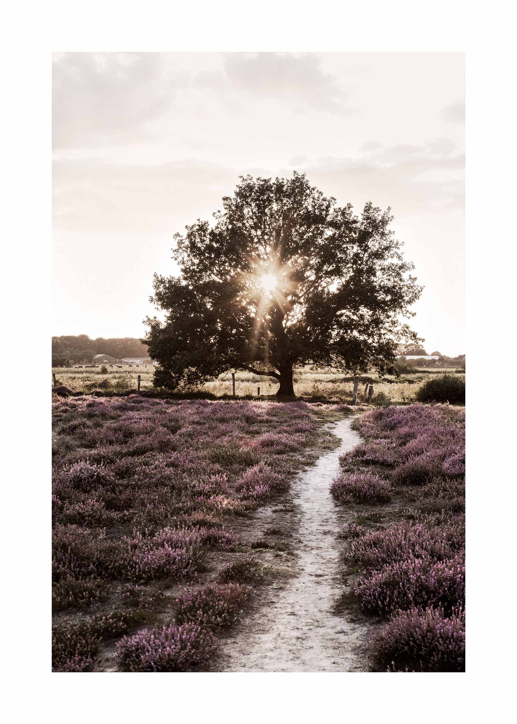 Dream Tree Poster - Nature illustration (50x70 cm)