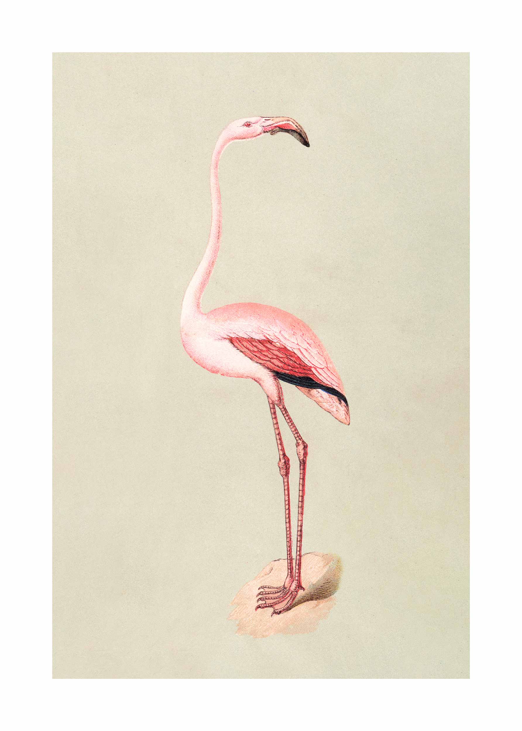 Vintage Flamingo Poster - Animal illustration (30x40 cm)
