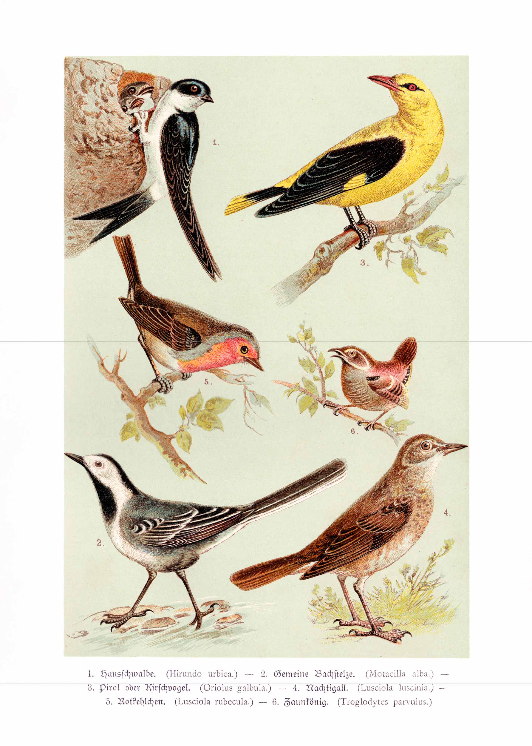 Vintage Birds Poster - Animal illustration (30x40 cm)