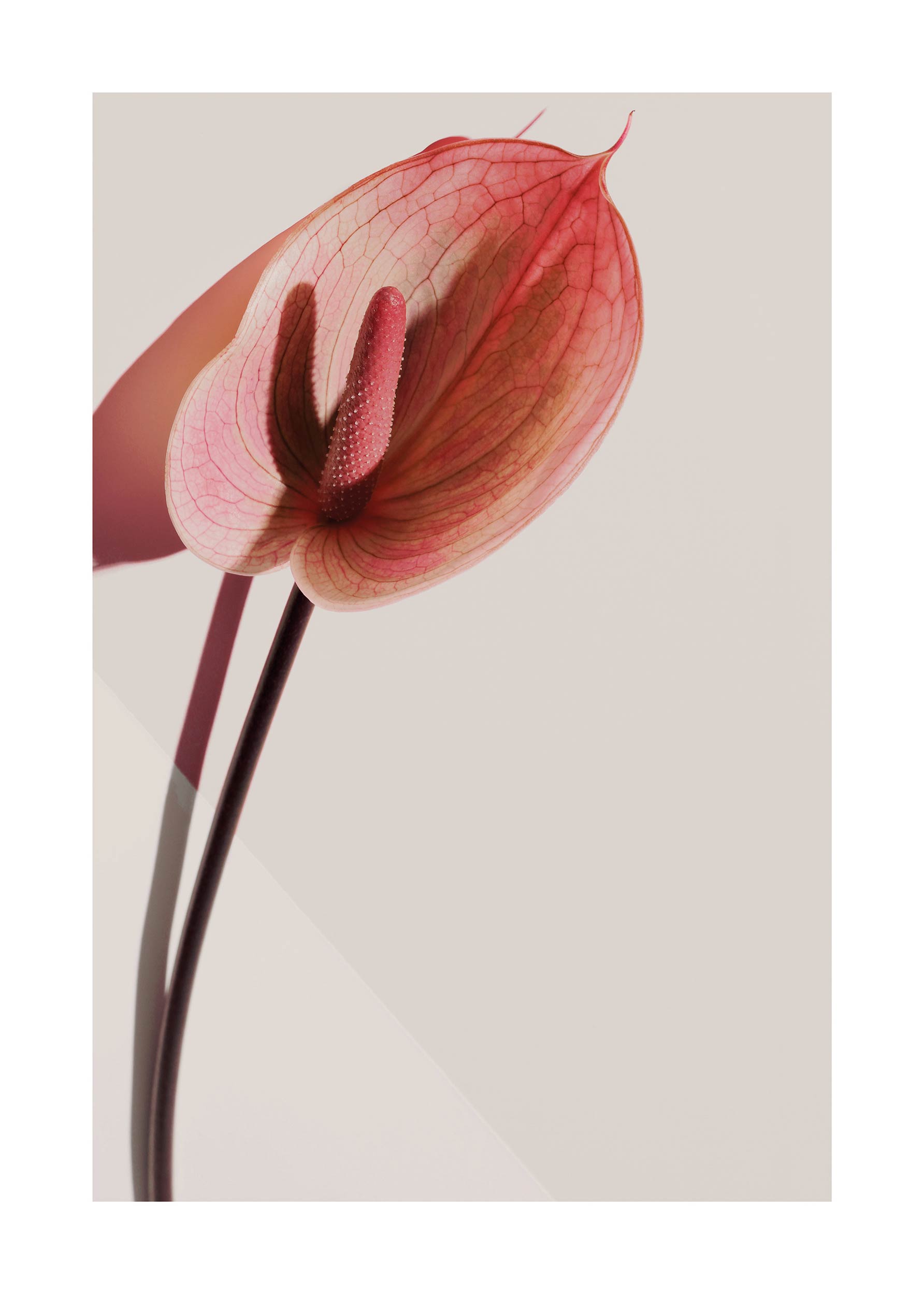 Calla Lily plakat - Blomsterillustration (30x40 cm)