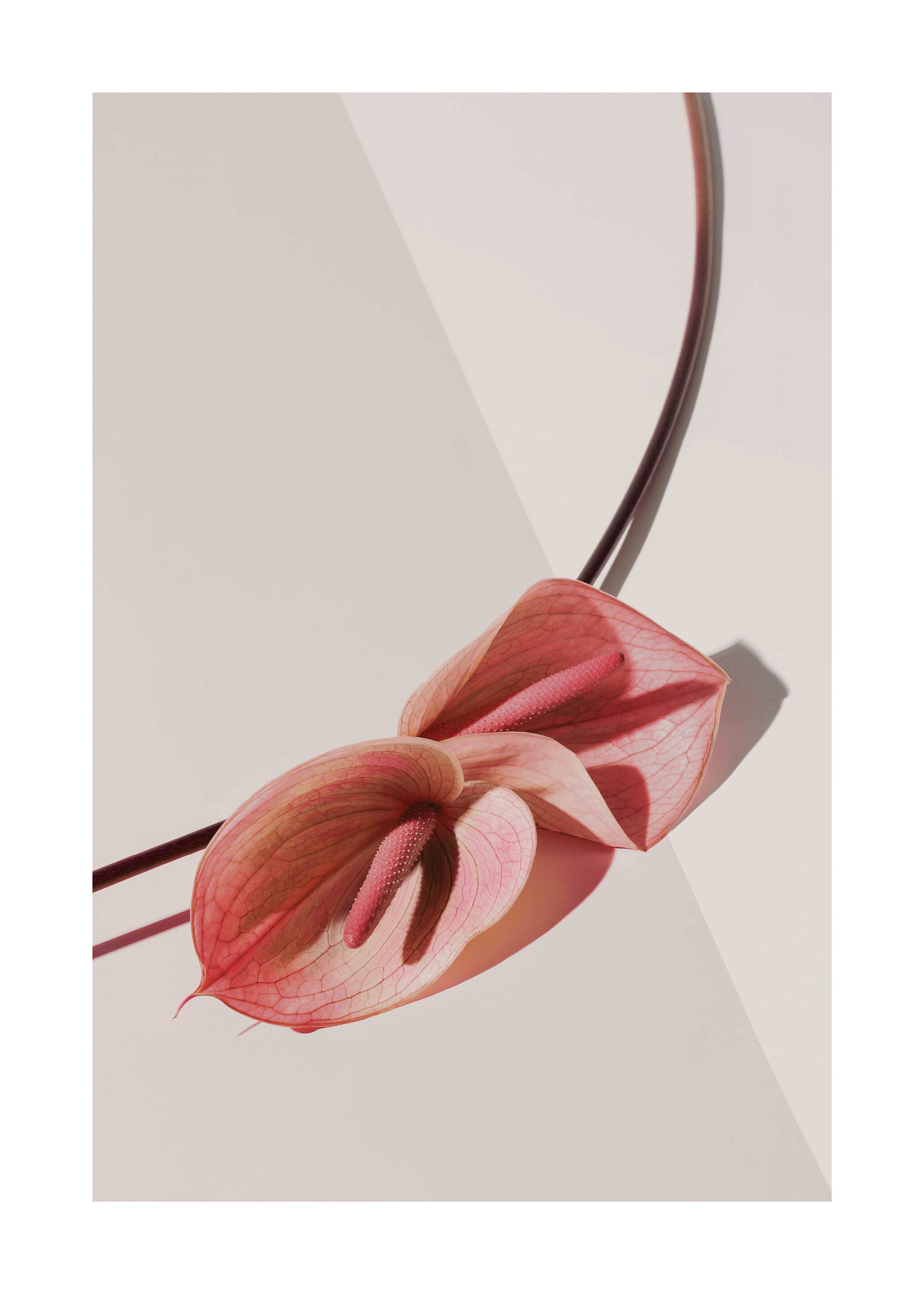 Calla Lillies Poster - Floral illustration (30x40 cm)