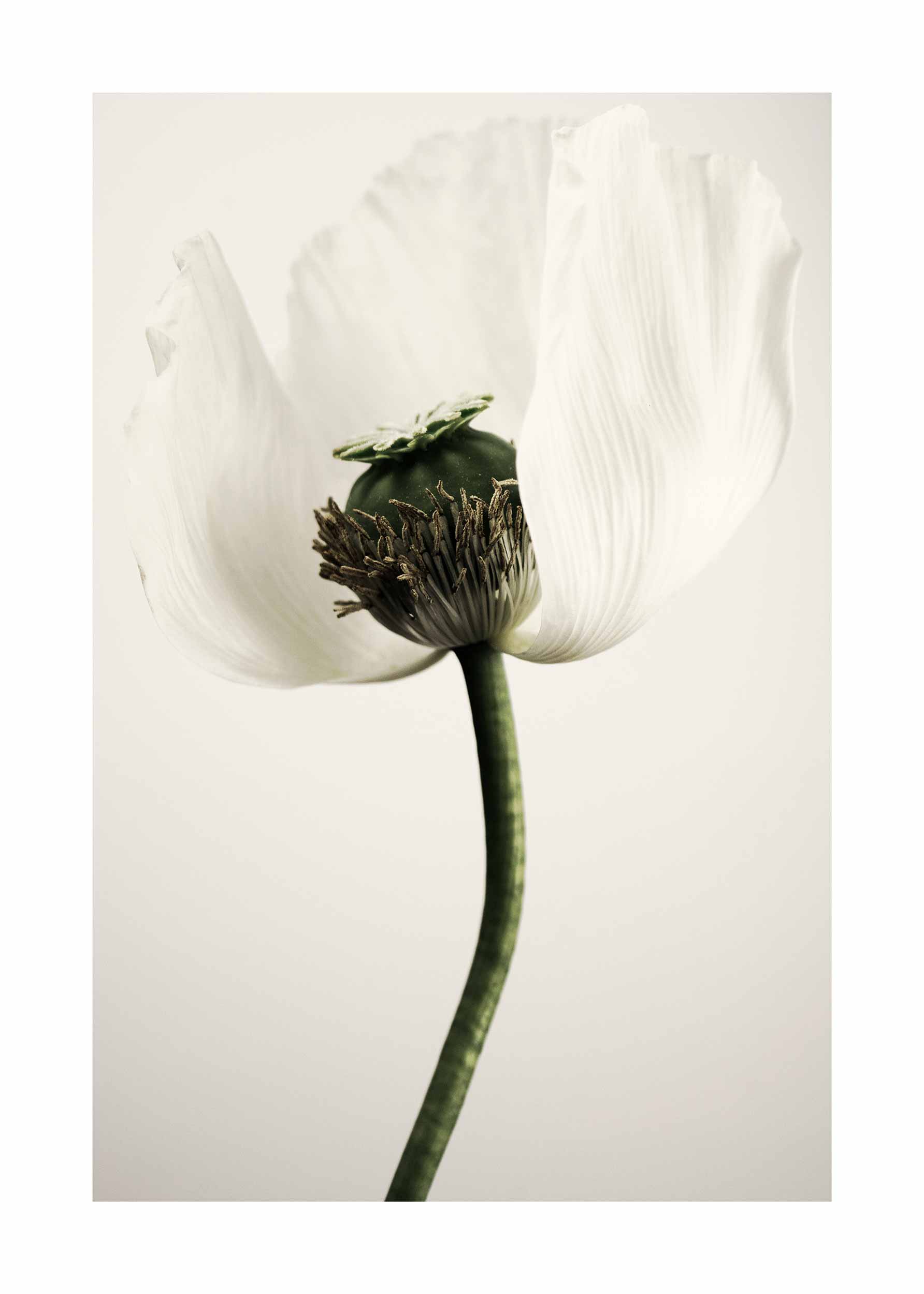 White Poppy Poster - Botanical photography (40x50 cm)