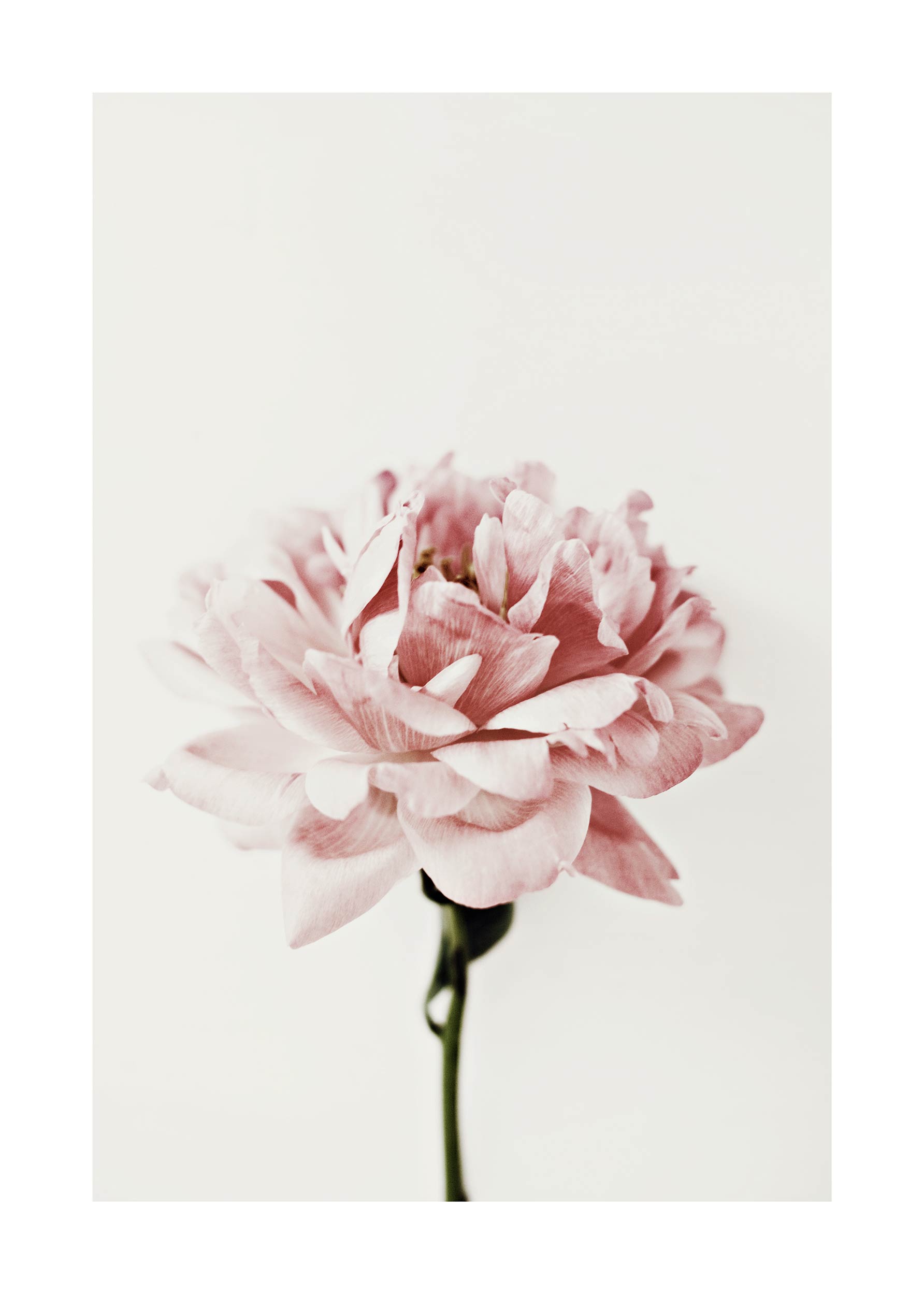 Pink Peony Poster - Flower photography (21x30 cm)