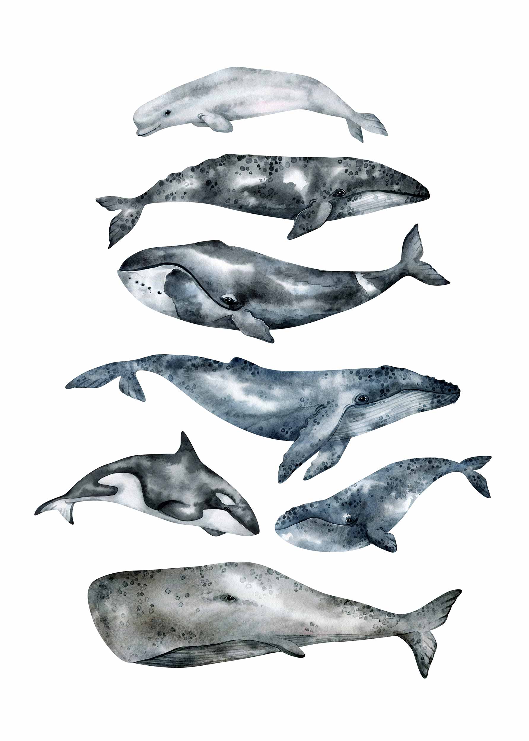 Whales Poster - Animal watercolour (30x40 cm)