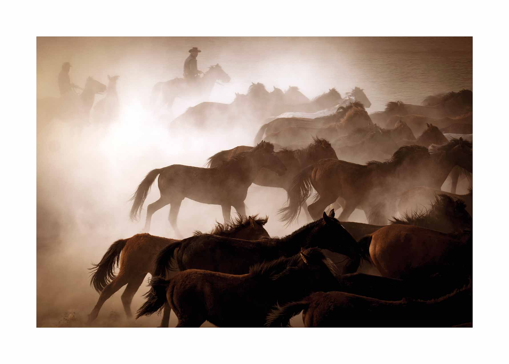 Horse Running Poster - Animal photography (50x70 cm)