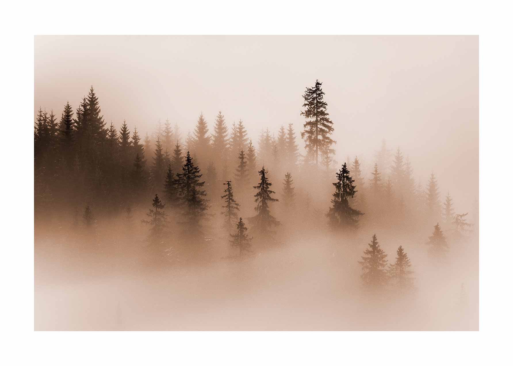 Peaceful Forest Poster - Forest photography (40x50 cm)