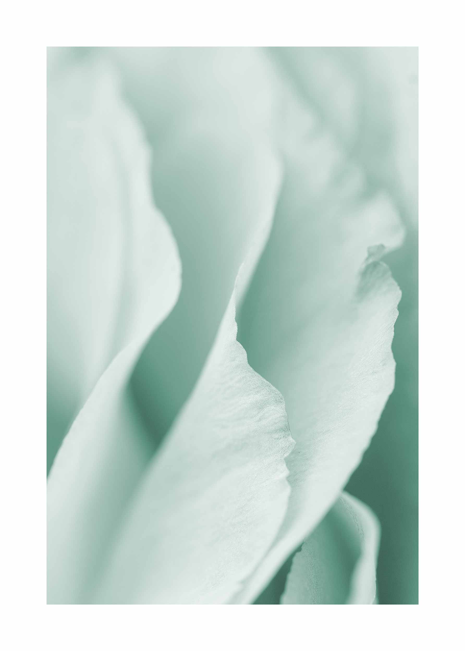 Mint Petals Poster - Floral photography (50x70 cm)