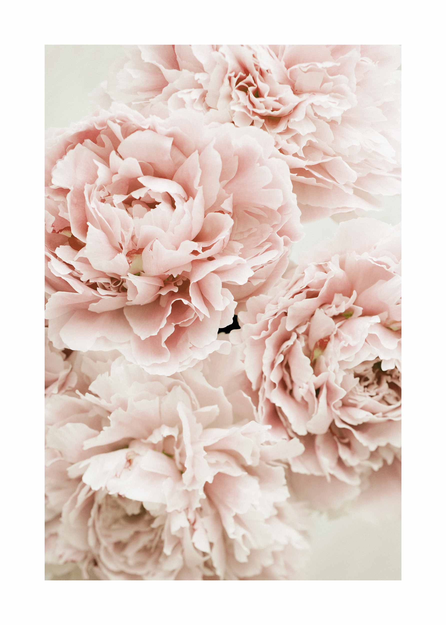 Dreamy Peony Poster - Flower photography (40x50 cm)