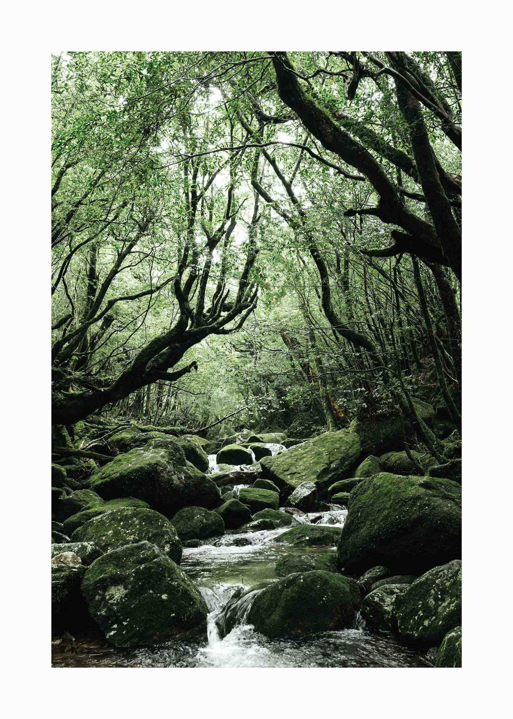 Mystical Forest Poster - Forest photography (30x40 cm)