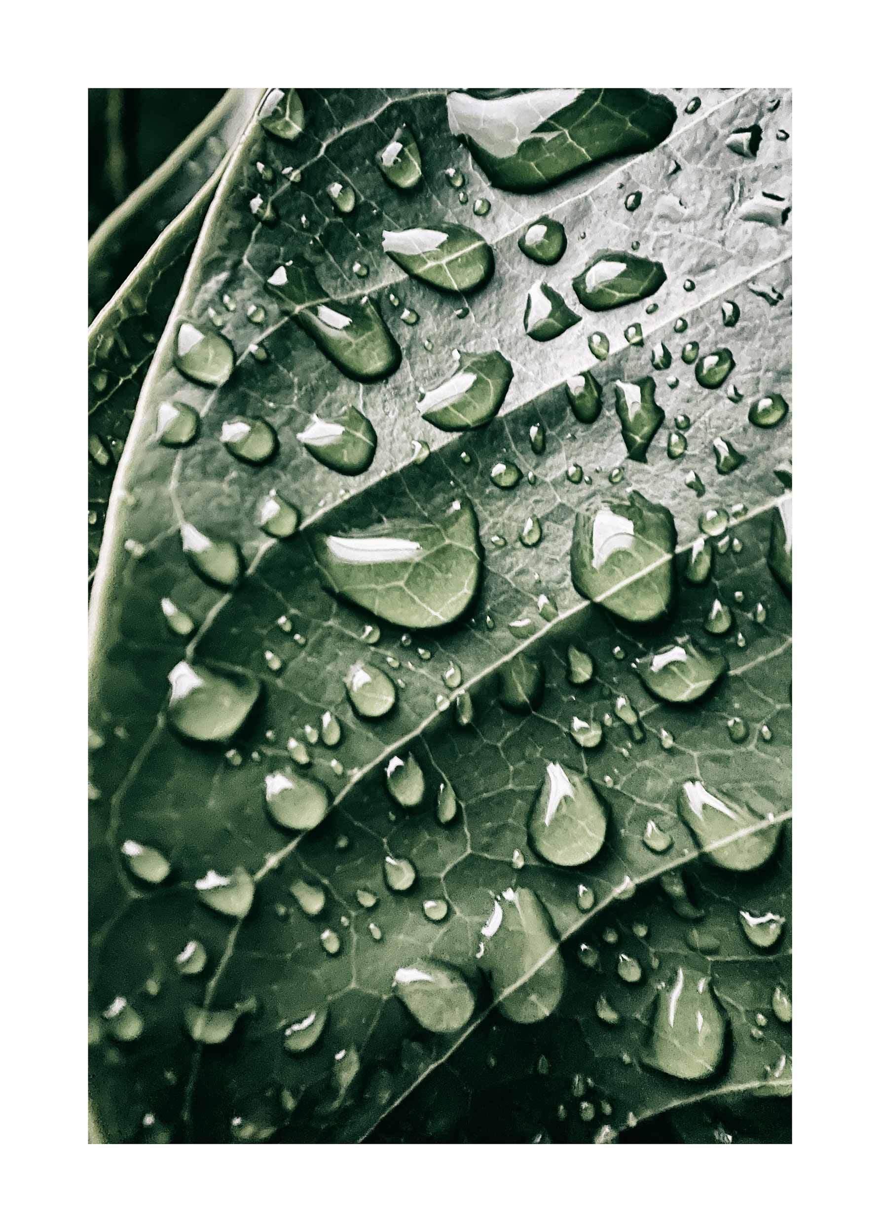 Leaf Waterdrops Poster - Nature photography (40x50 cm)
