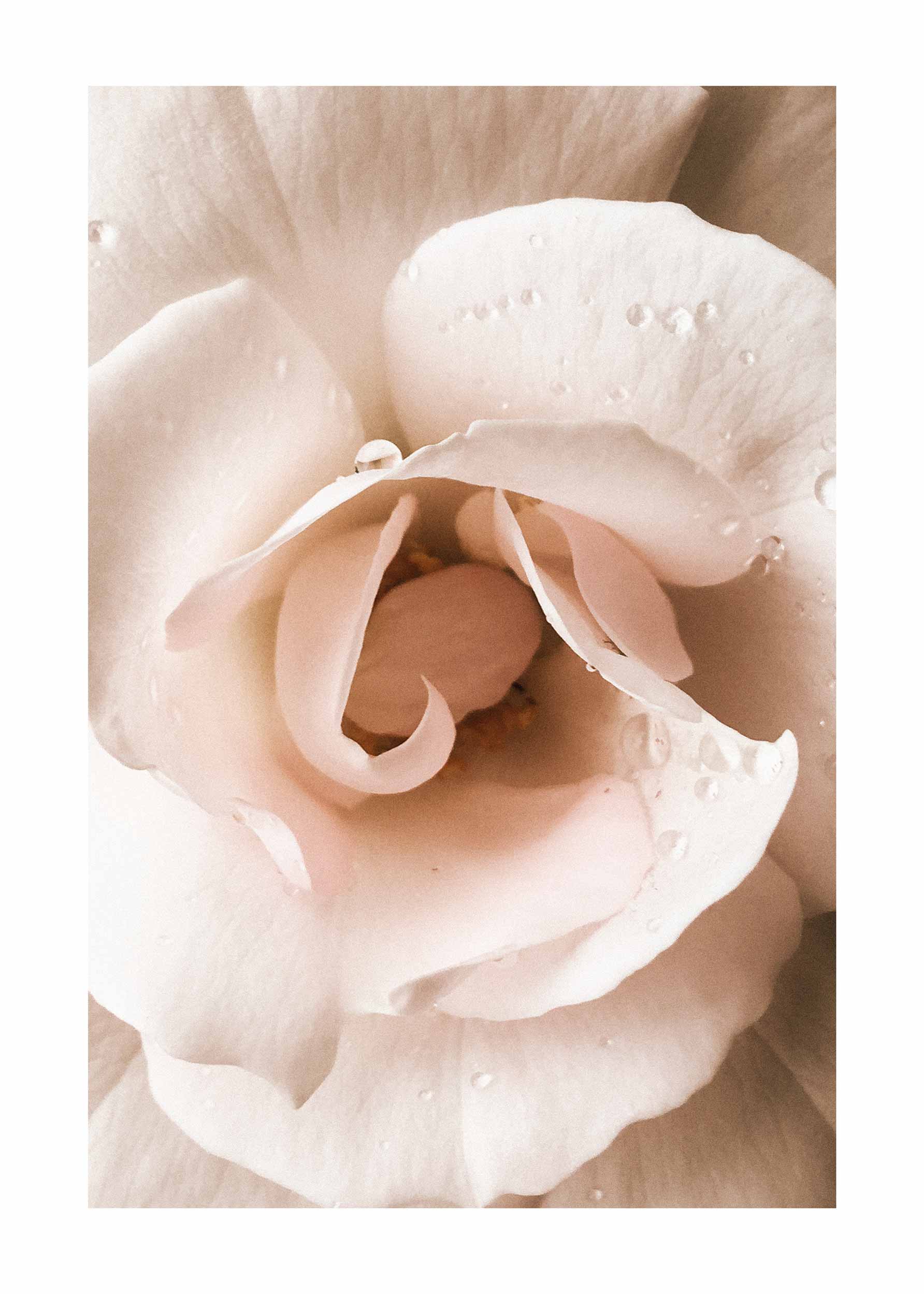 Wet Rose Poster - Flower photography (21x30 cm)