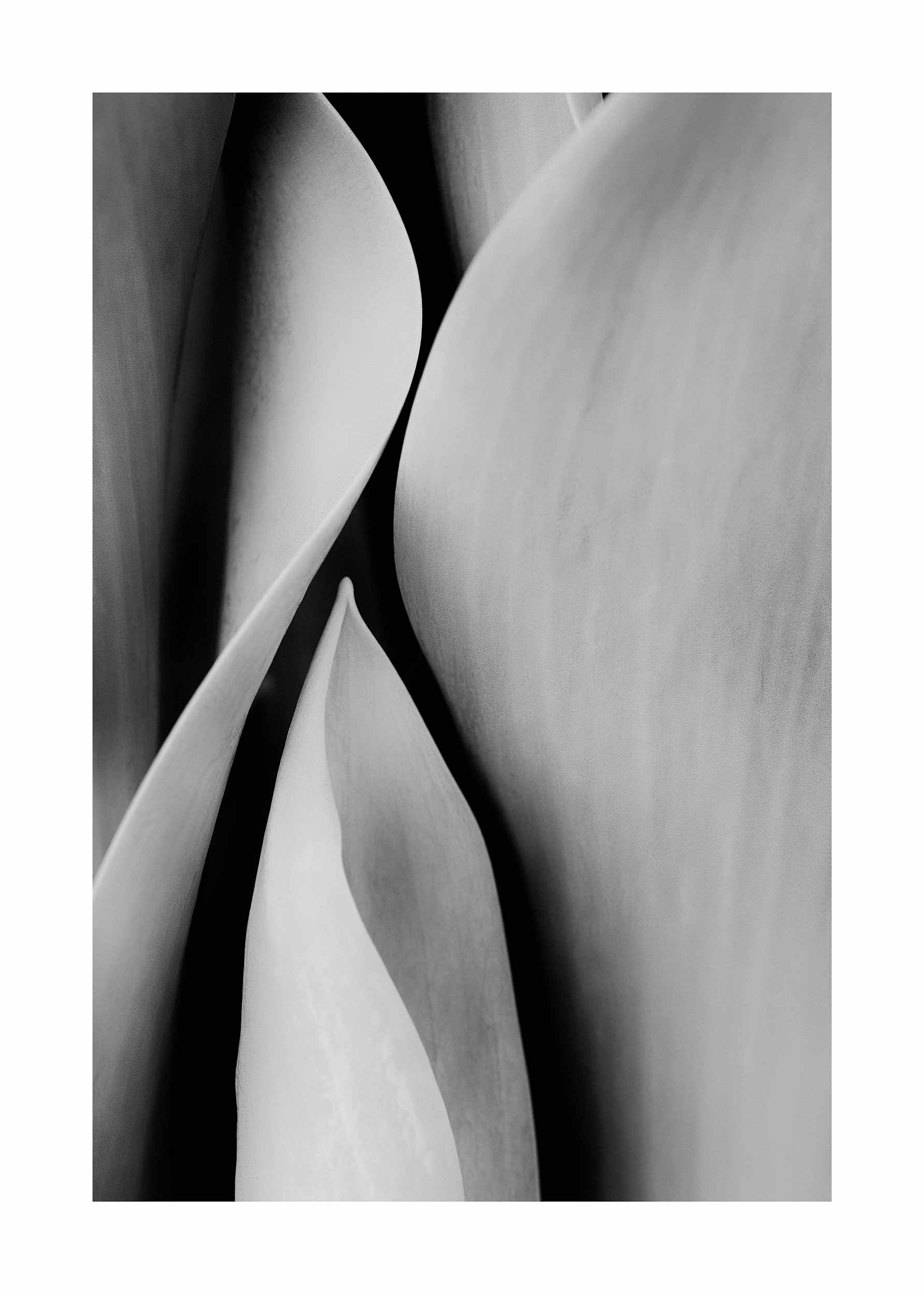 Abstract Leaves poster - Black and white botanical photography (40x50 cm)