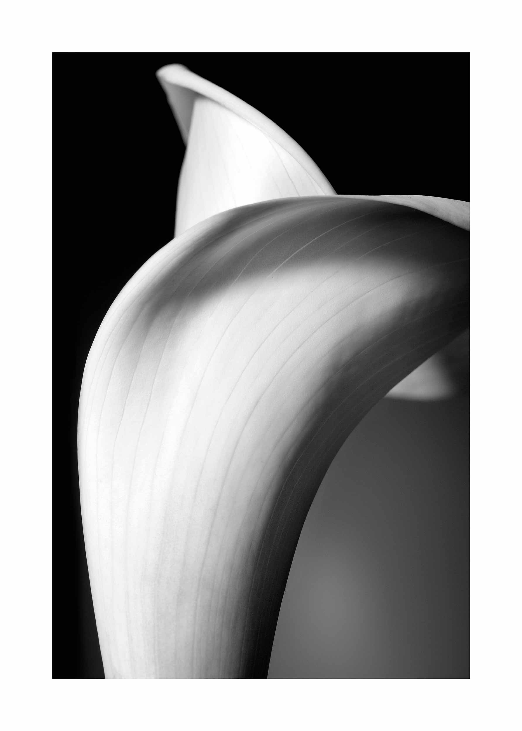 Abstract Lily poster - Black and white floral photo (21x30 cm)