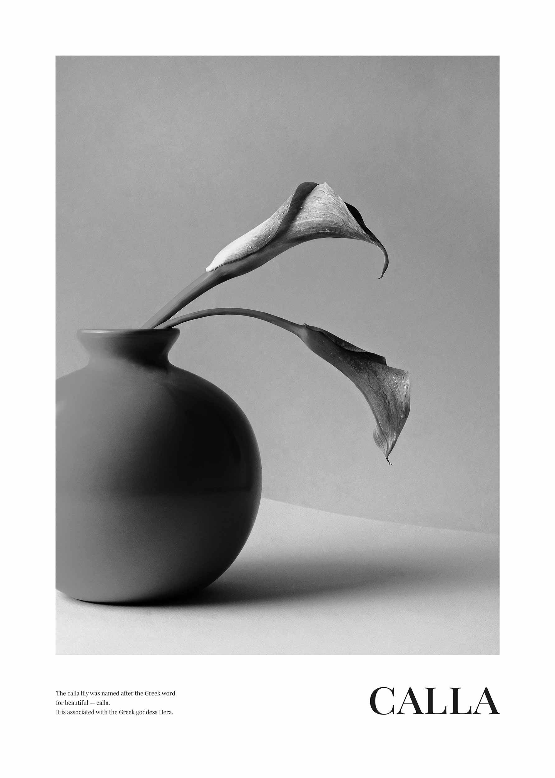 Calla Poster - Black and white flower illustration (50x70 cm)