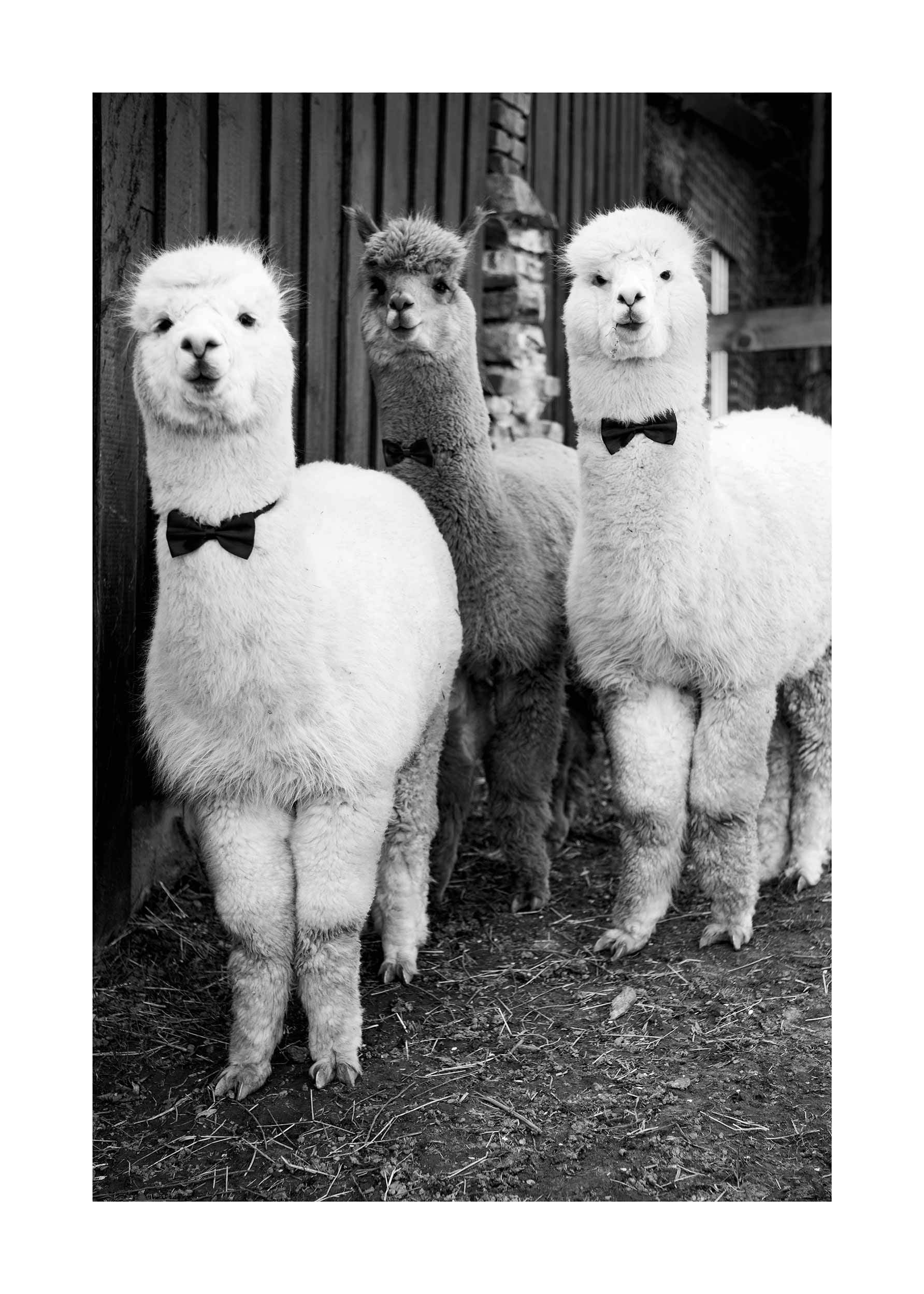 Alpaca Party Poster - Animal illustration (50x70 cm)