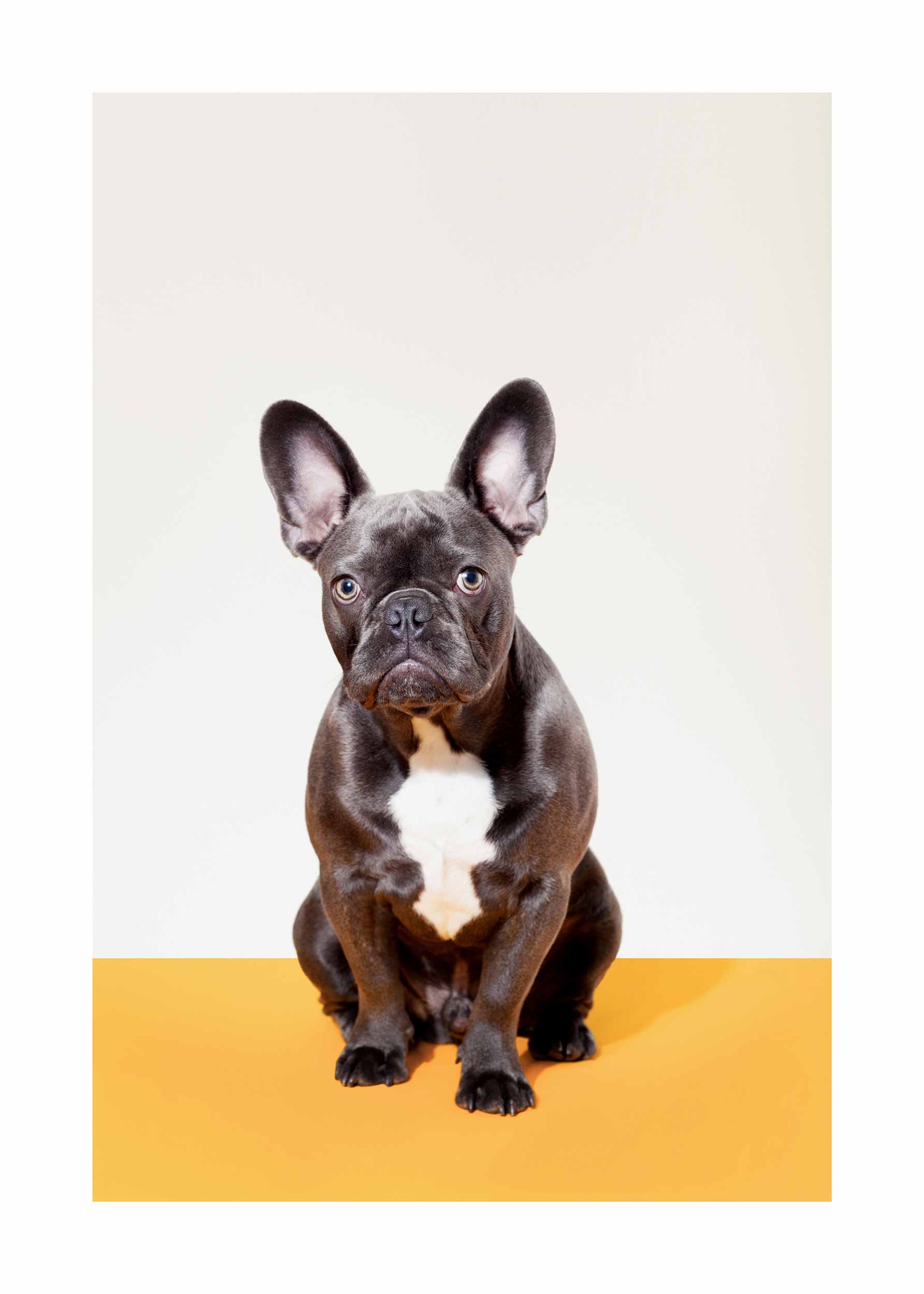 French Bulldog Poster - Tierillustration (30x40 cm)