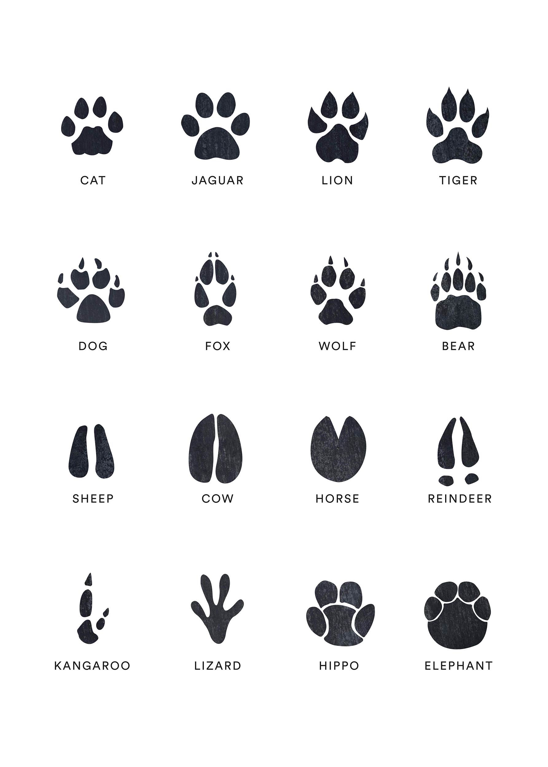 Animal Trace poster - Animal illustration (40x50 cm)