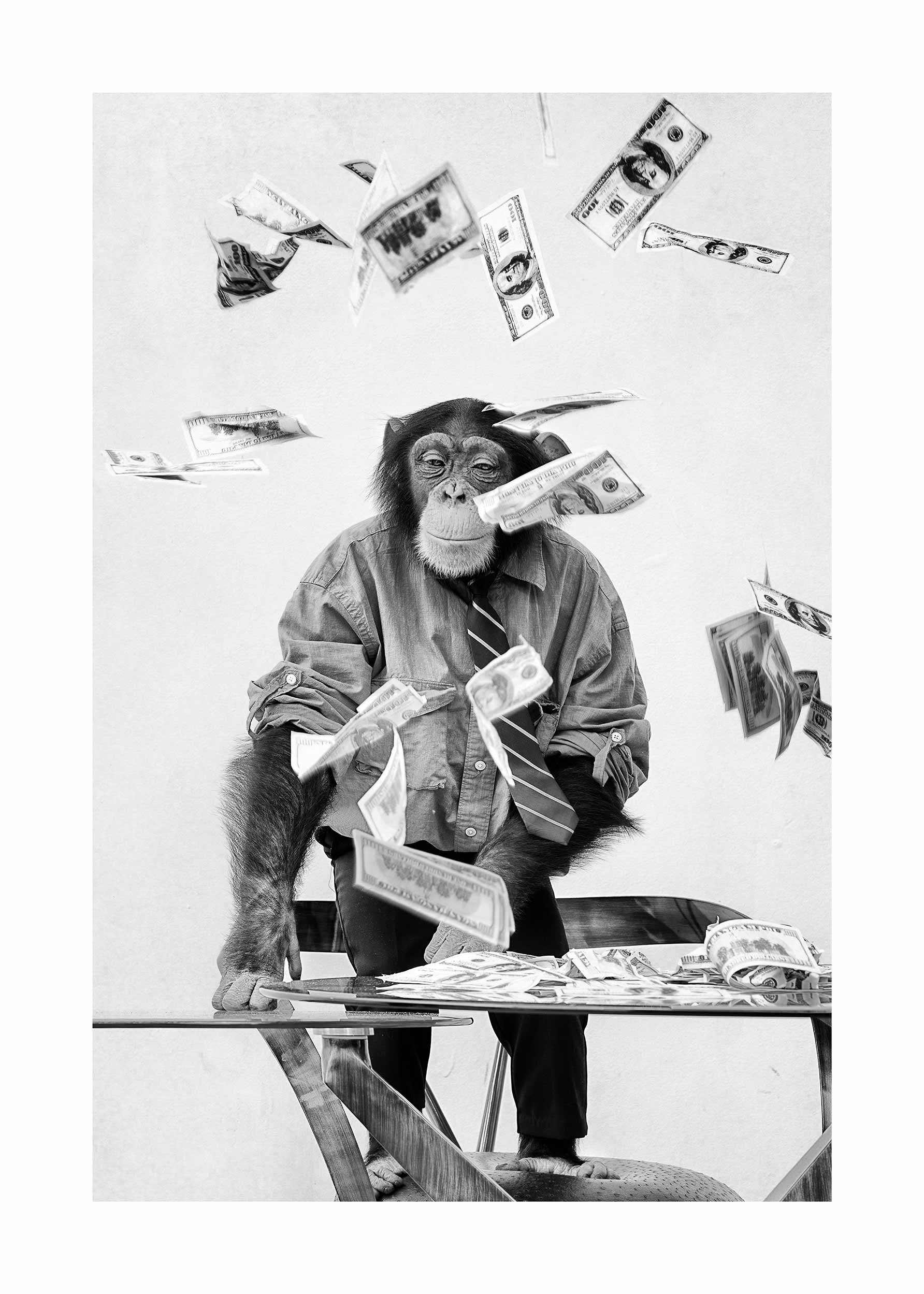 Monkey Enterprise plakat - Sort-hvid dyrefotografi (30x40 cm)