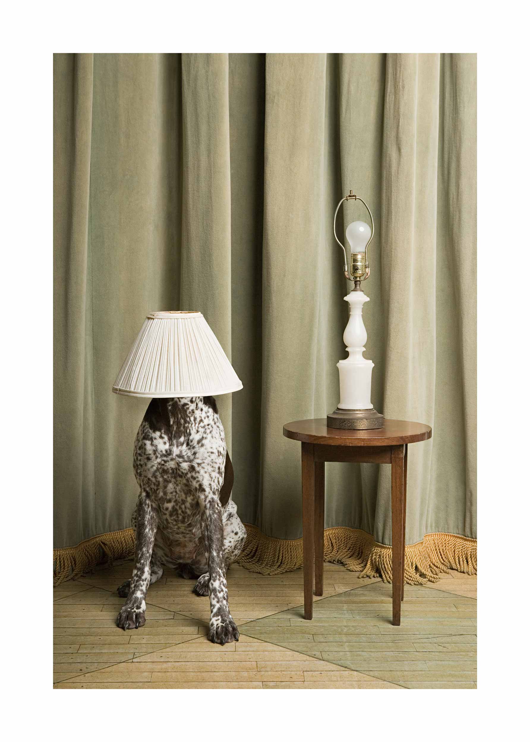 Hide and Seek Poster - Animal photography (50x70 cm)