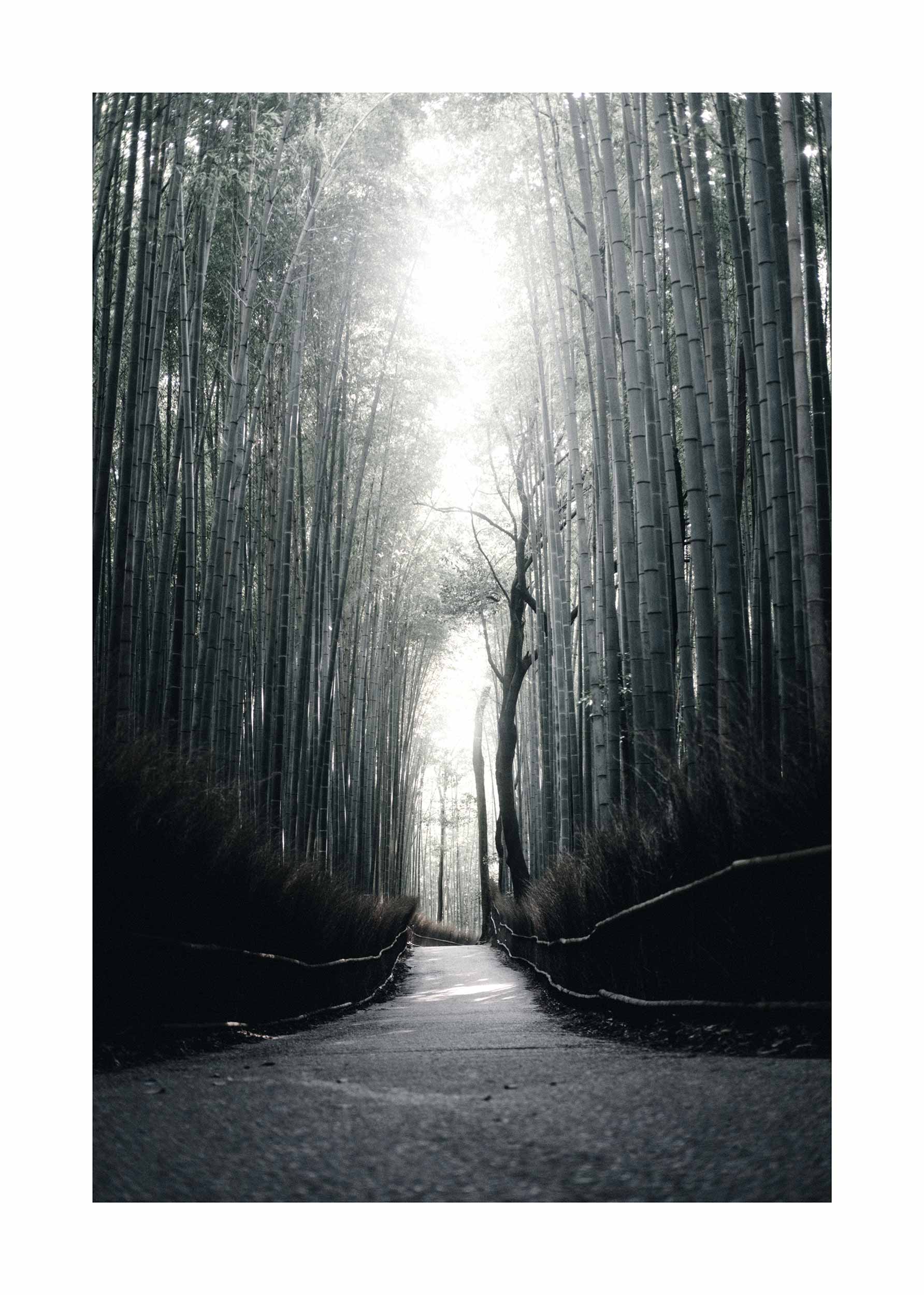 Kyoto Bamboo Grove Poster - Forest photography (30x40 cm)