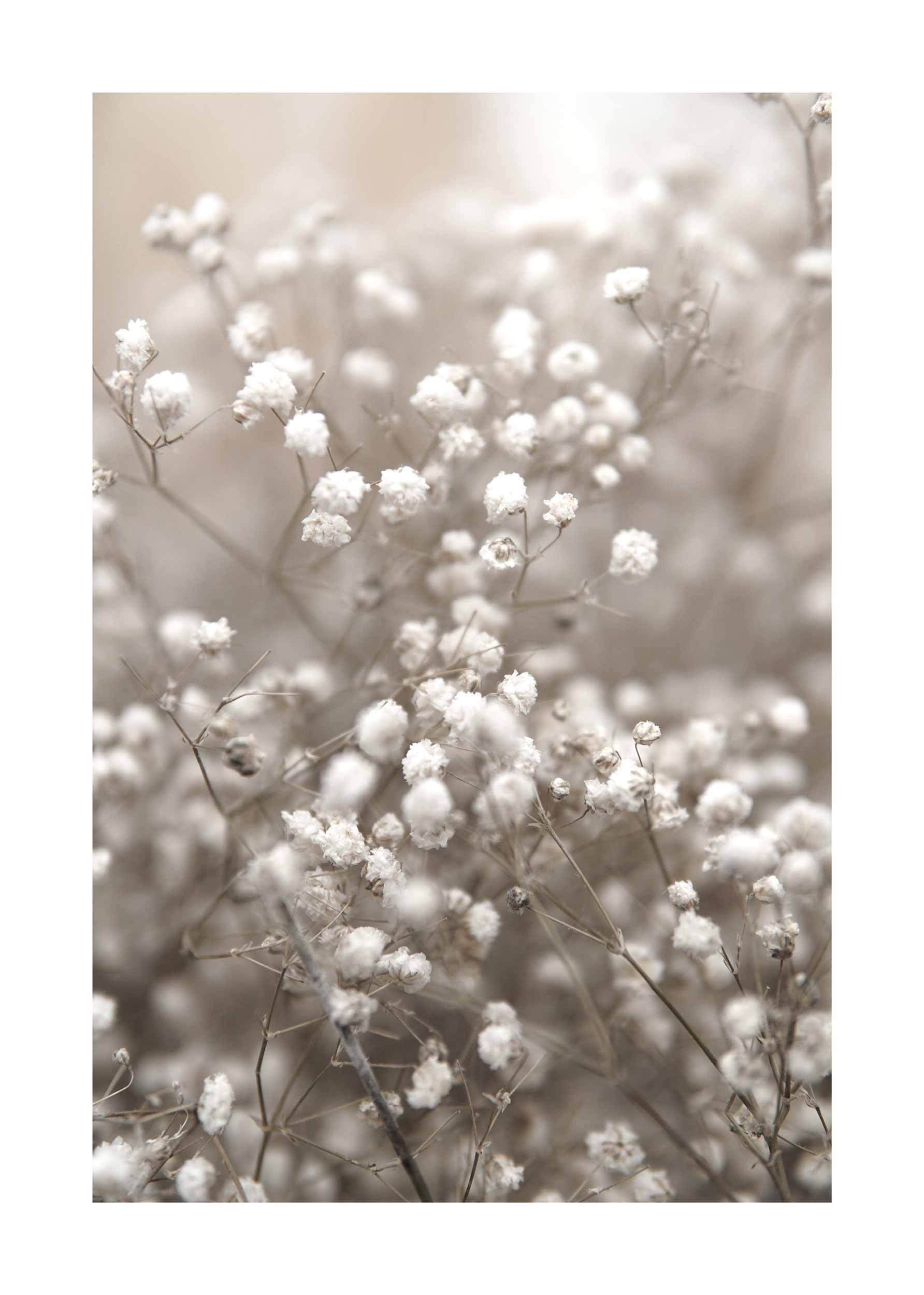 Dried Baby's Breath Poster - Blumenfotografie (30x40 cm)