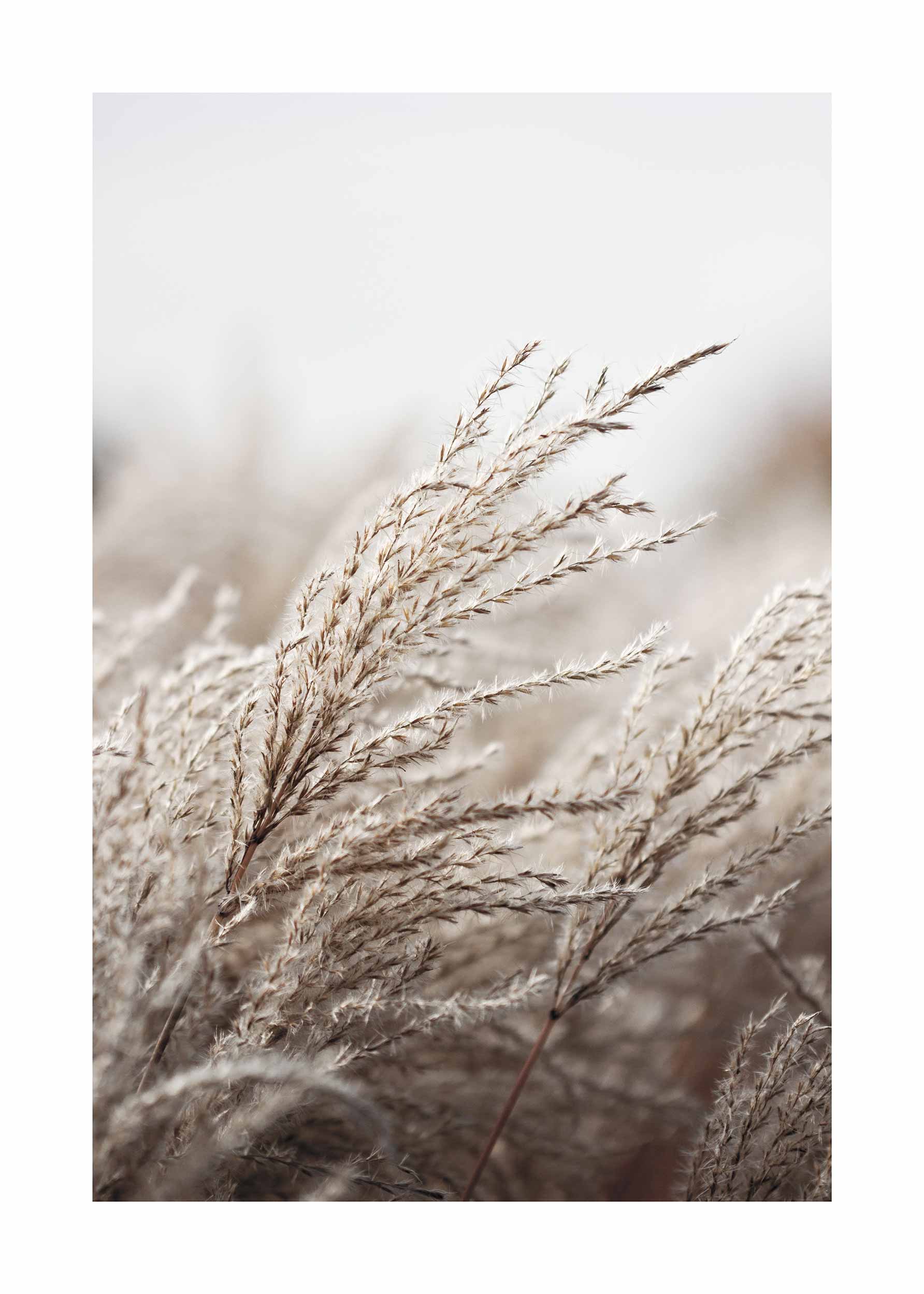 Grasses in the Wind plakat - Naturfotografi (30x40 cm)
