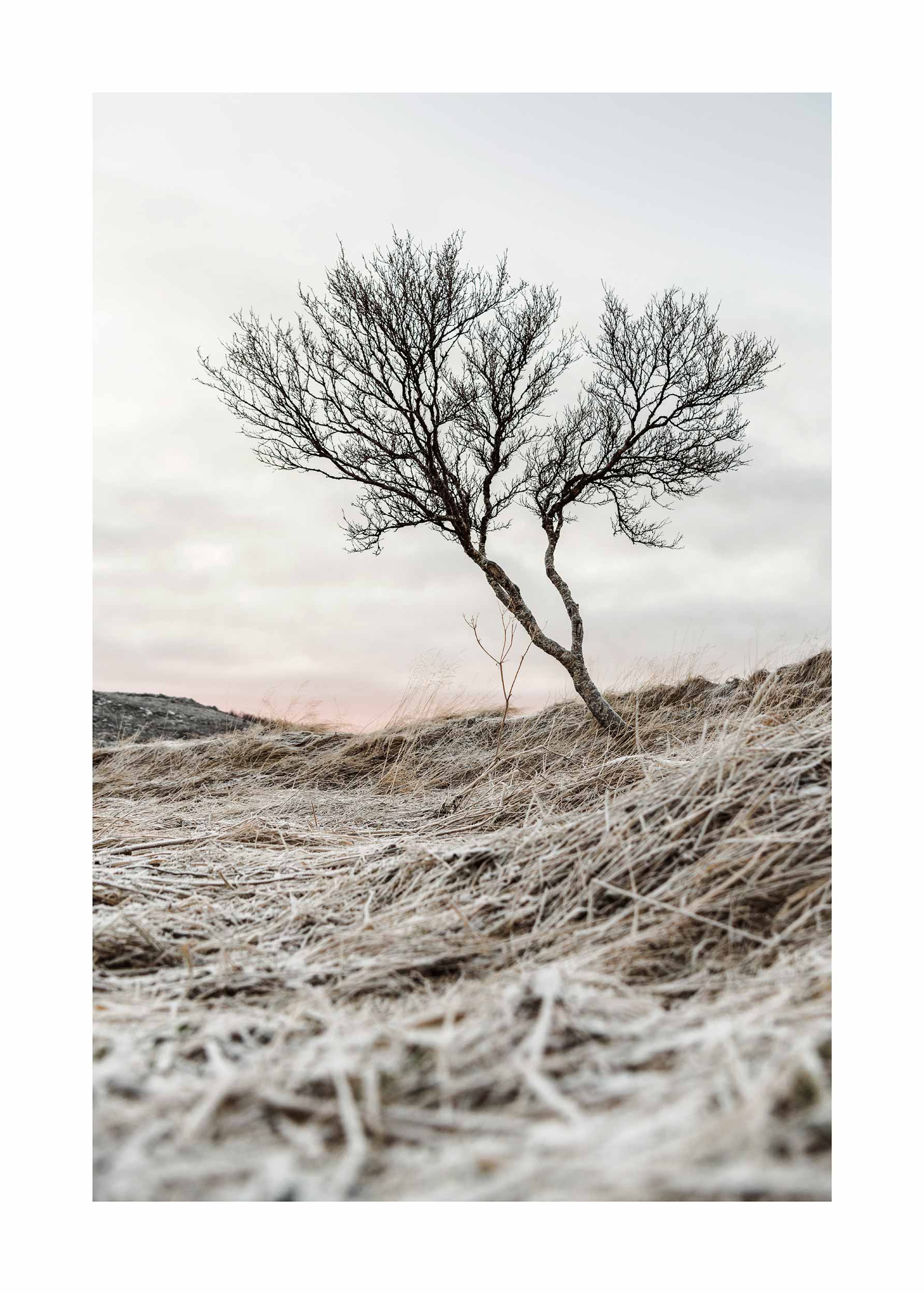 Icelandic Field Poster - Landschaftsfotografie (50x70 cm)
