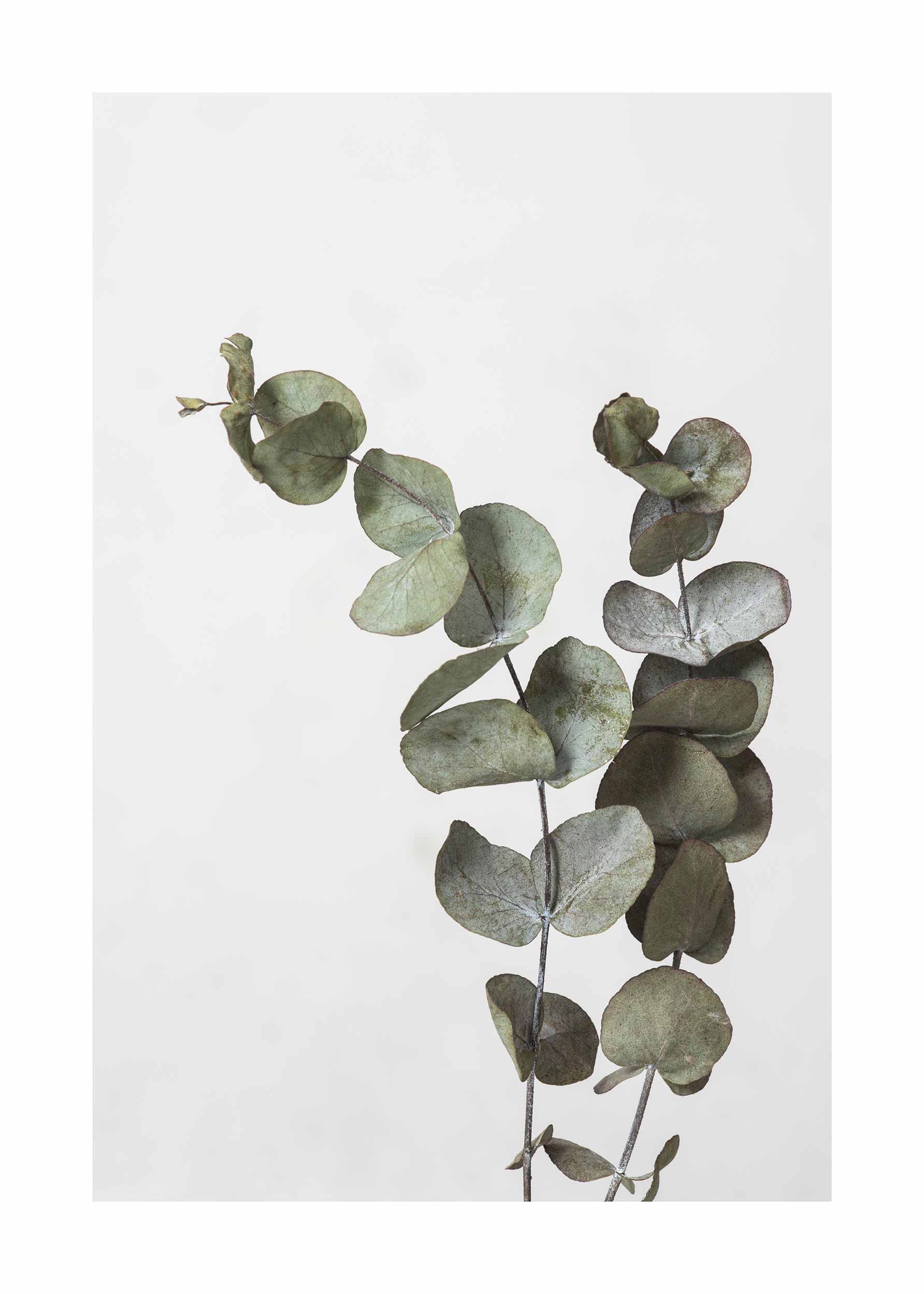 Eucalyptus Branch Poster - Pflanzenillustration (30x40 cm)
