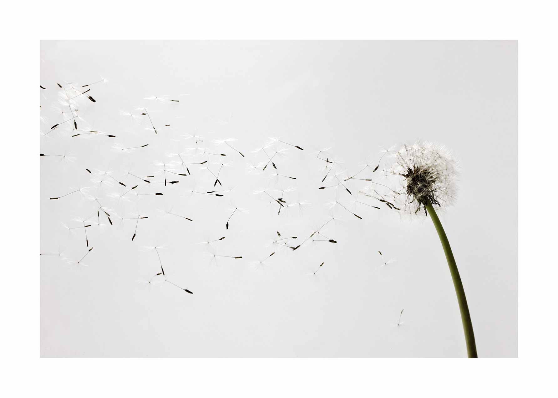 Dandelion in the Wind plakat - Botanisk illustration (50x70 cm)