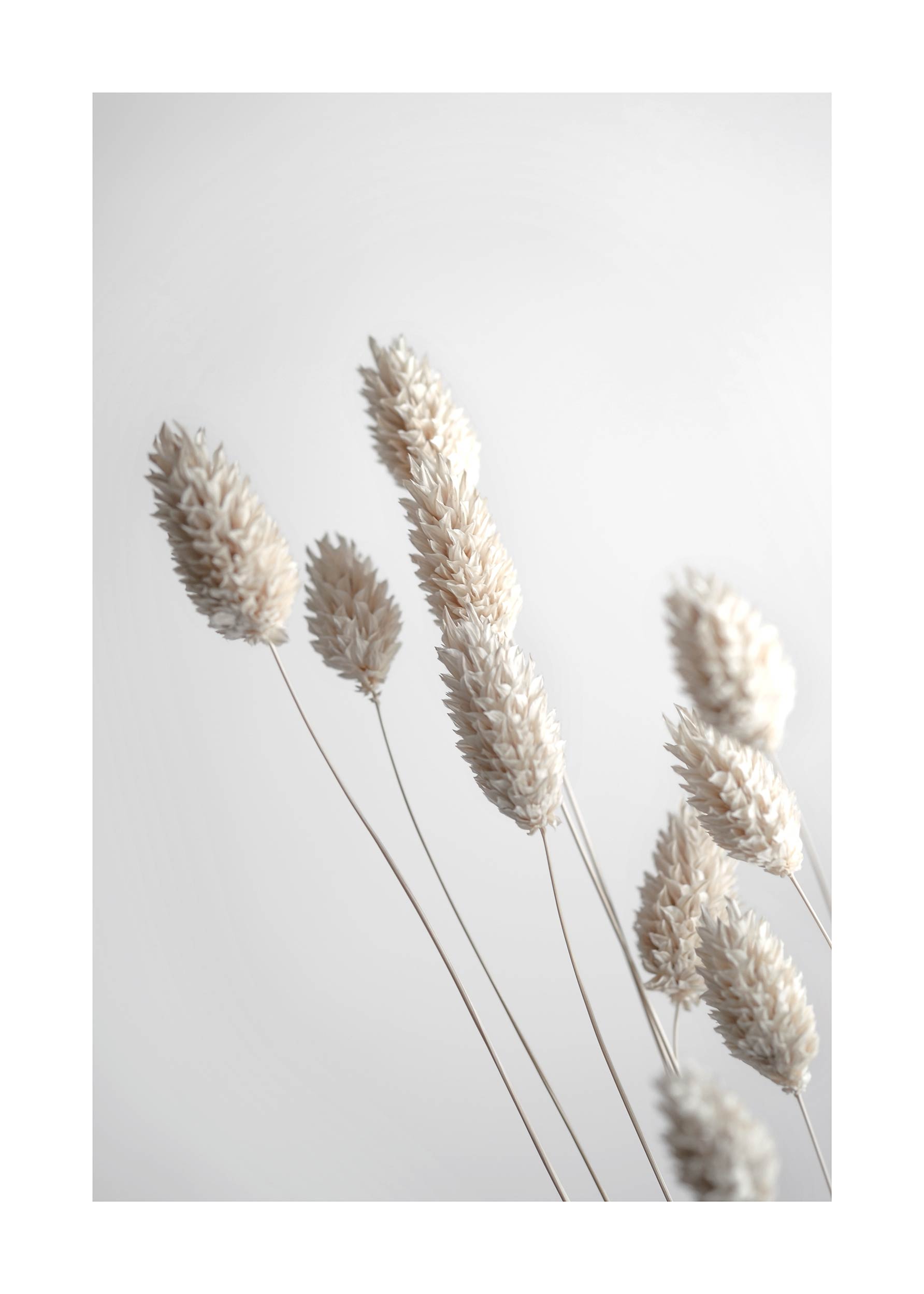 Dried Grass Poster - Botanical photography (30x40 cm)