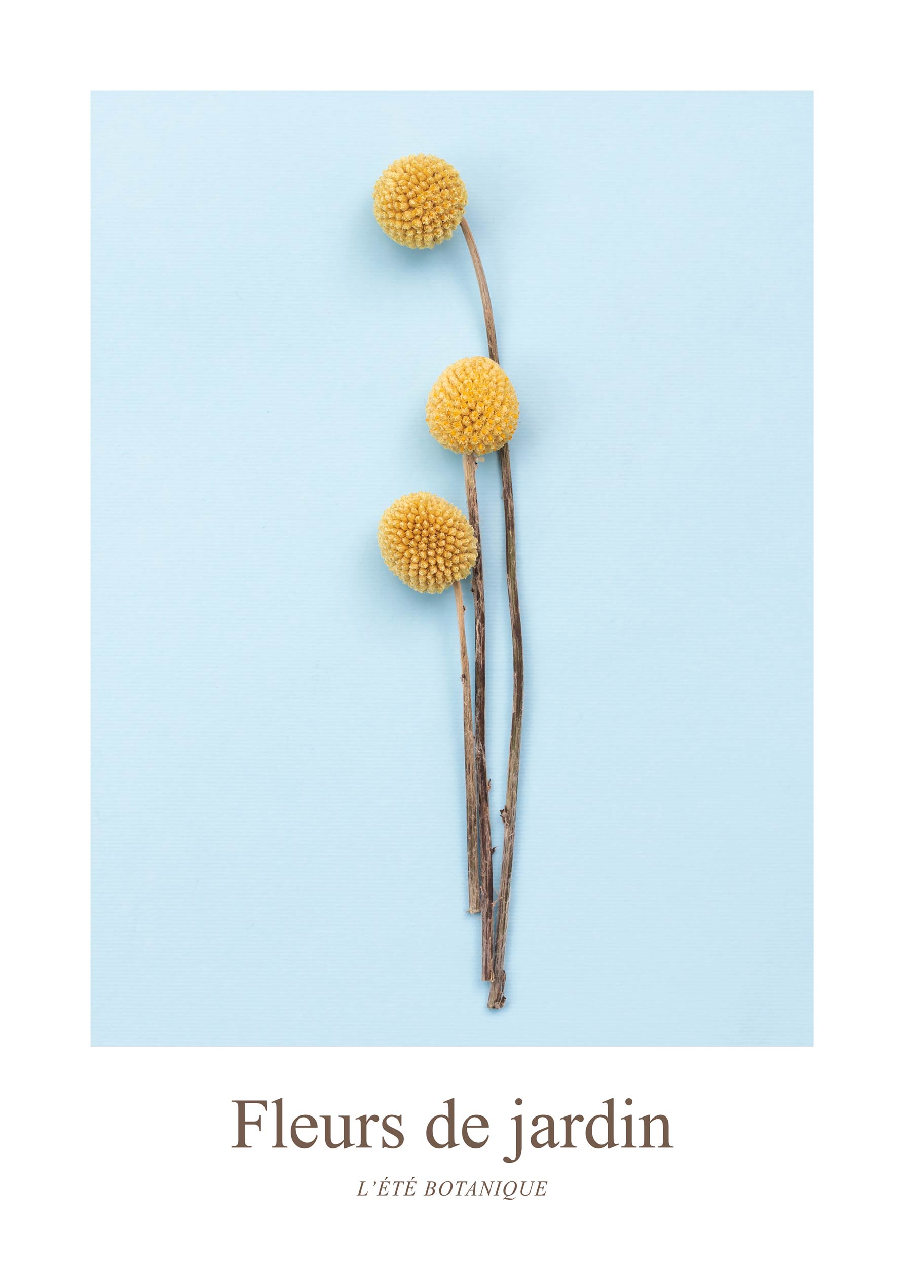 Fleurs de Jardin, Craspedias Jaunes plakat - Blomsterillustration (30x40 cm)