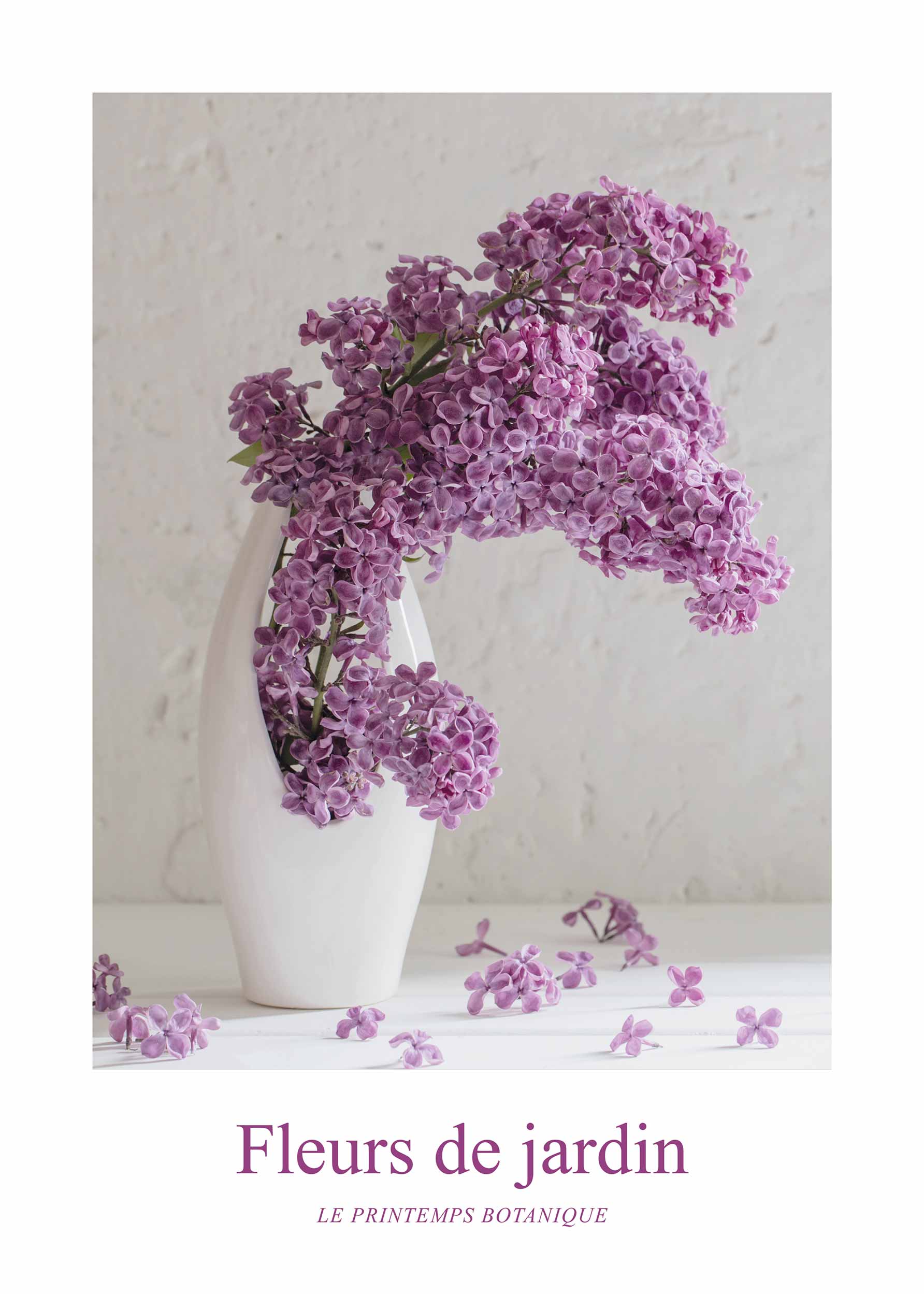 Fleurs de Jardin, Lilas Poster - Blumenillustration (50x70 cm)