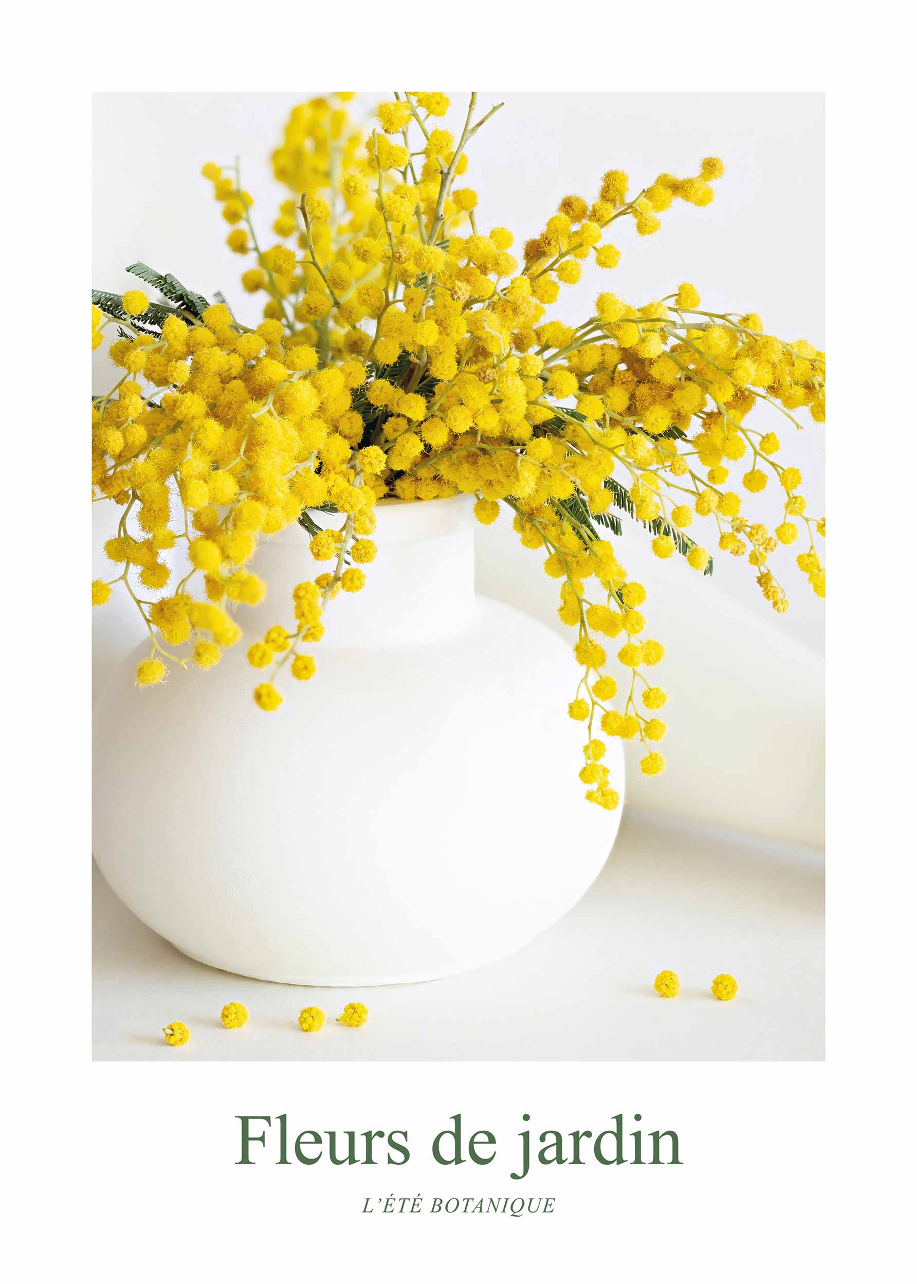 Fleurs de Jardin, Mimosas Jaunes plakat - Blomsterillustration (30x40 cm)