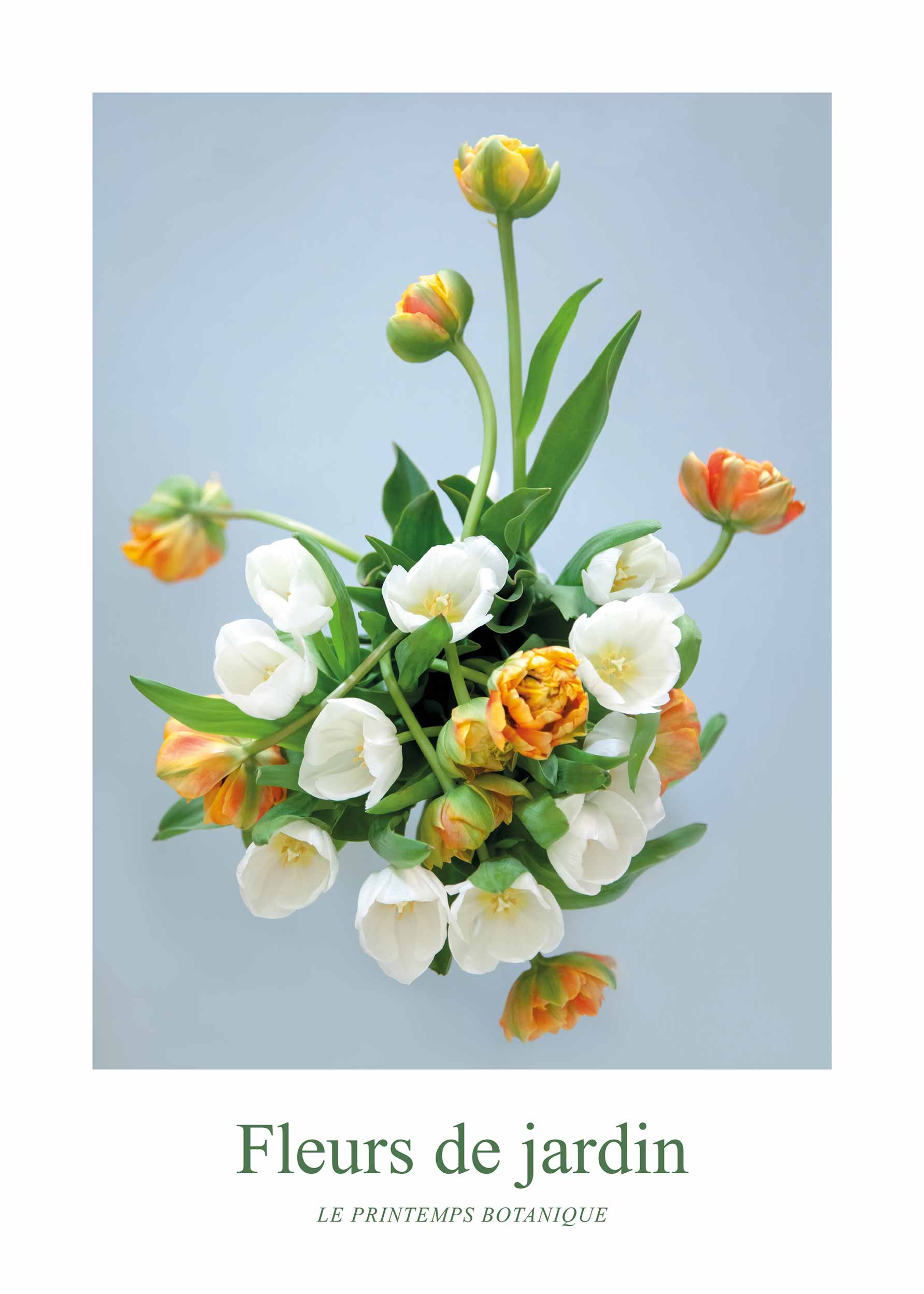 Fleurs de Jardin, Tulipes poster - Blomsterillustration (30x40 cm)