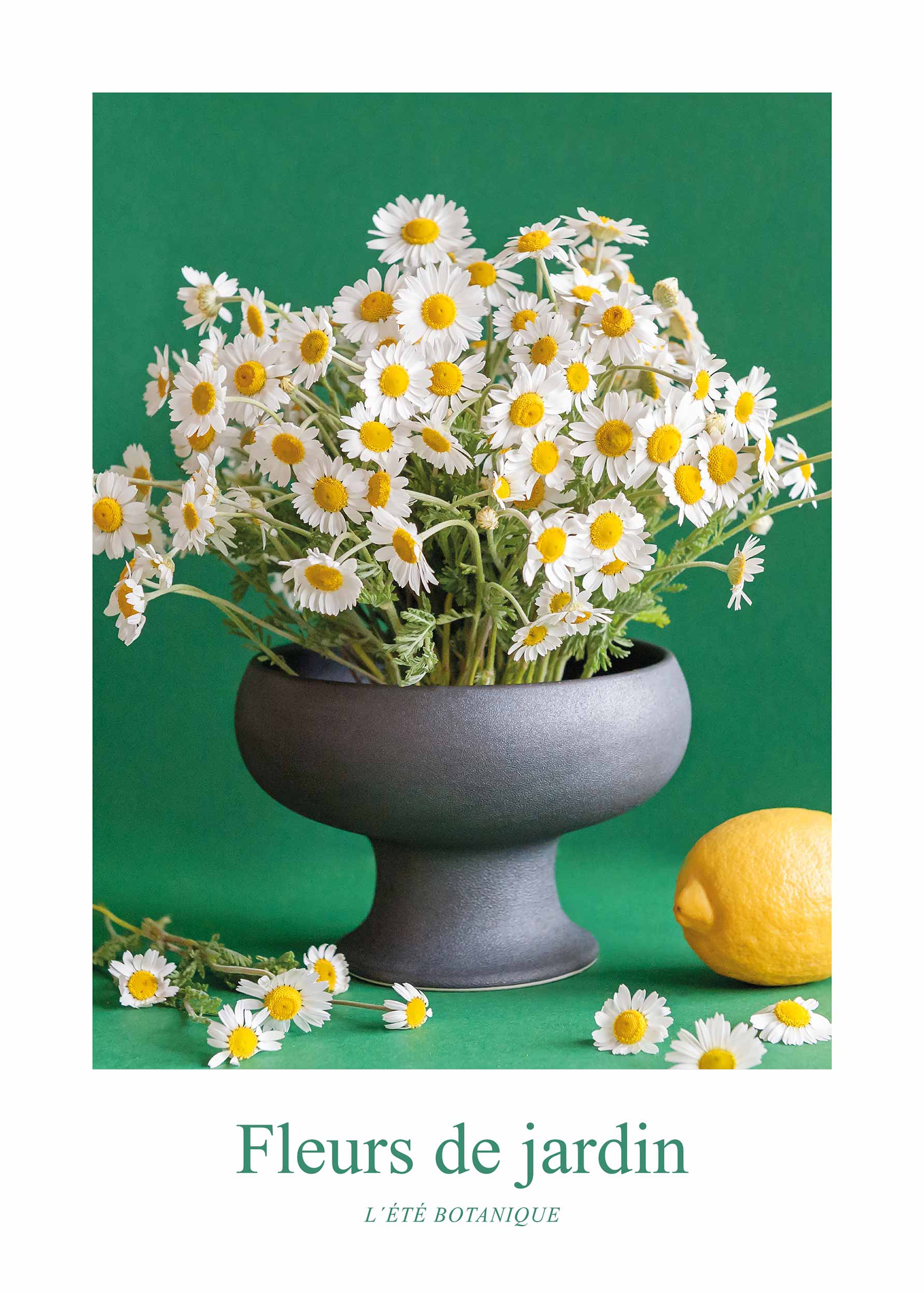 Fleurs de Jardin, Marguerites poster - Blomsterillustration (30x40 cm)