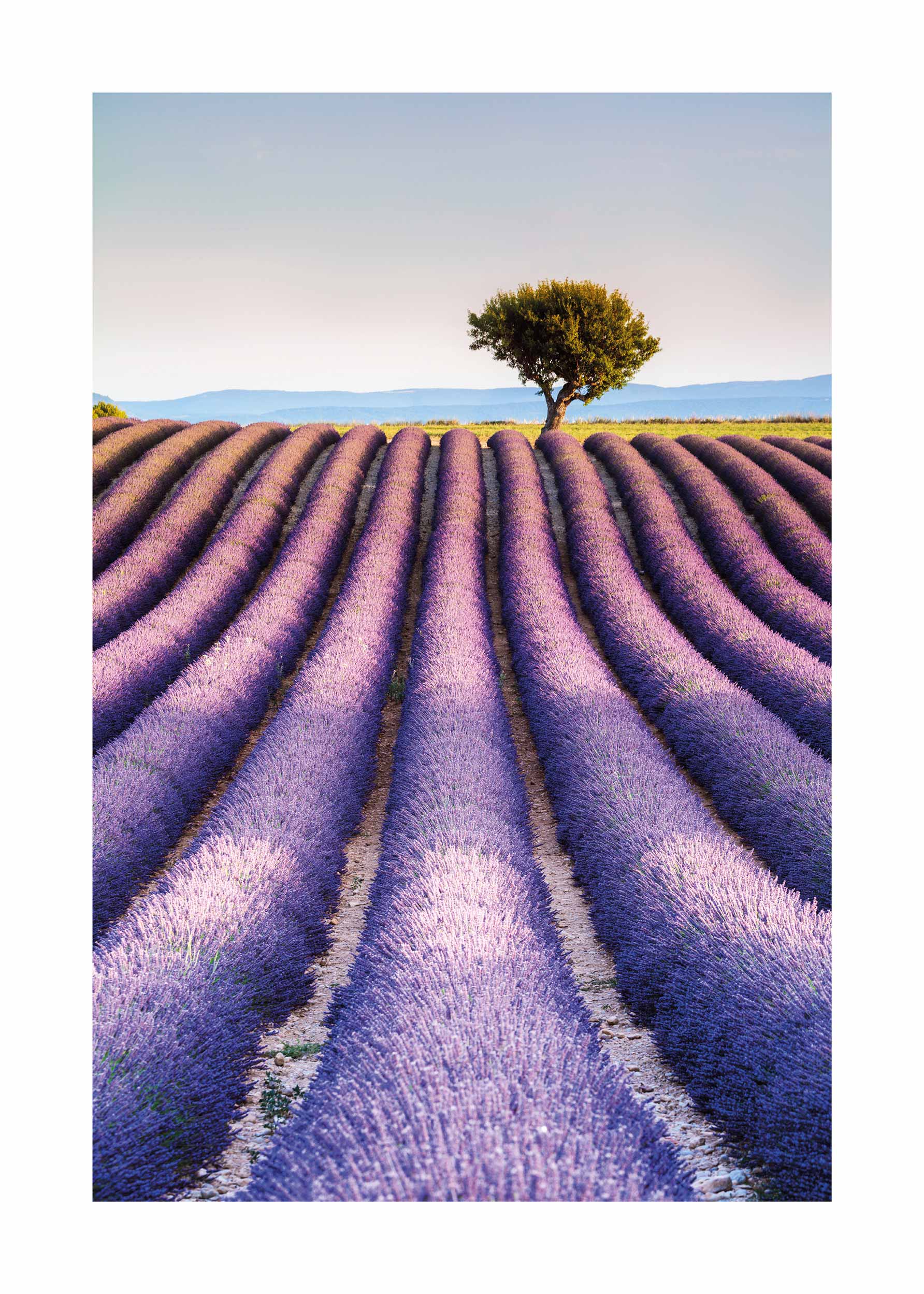 Lavender in Provence Poster - Landscape illustration (50x70 cm)