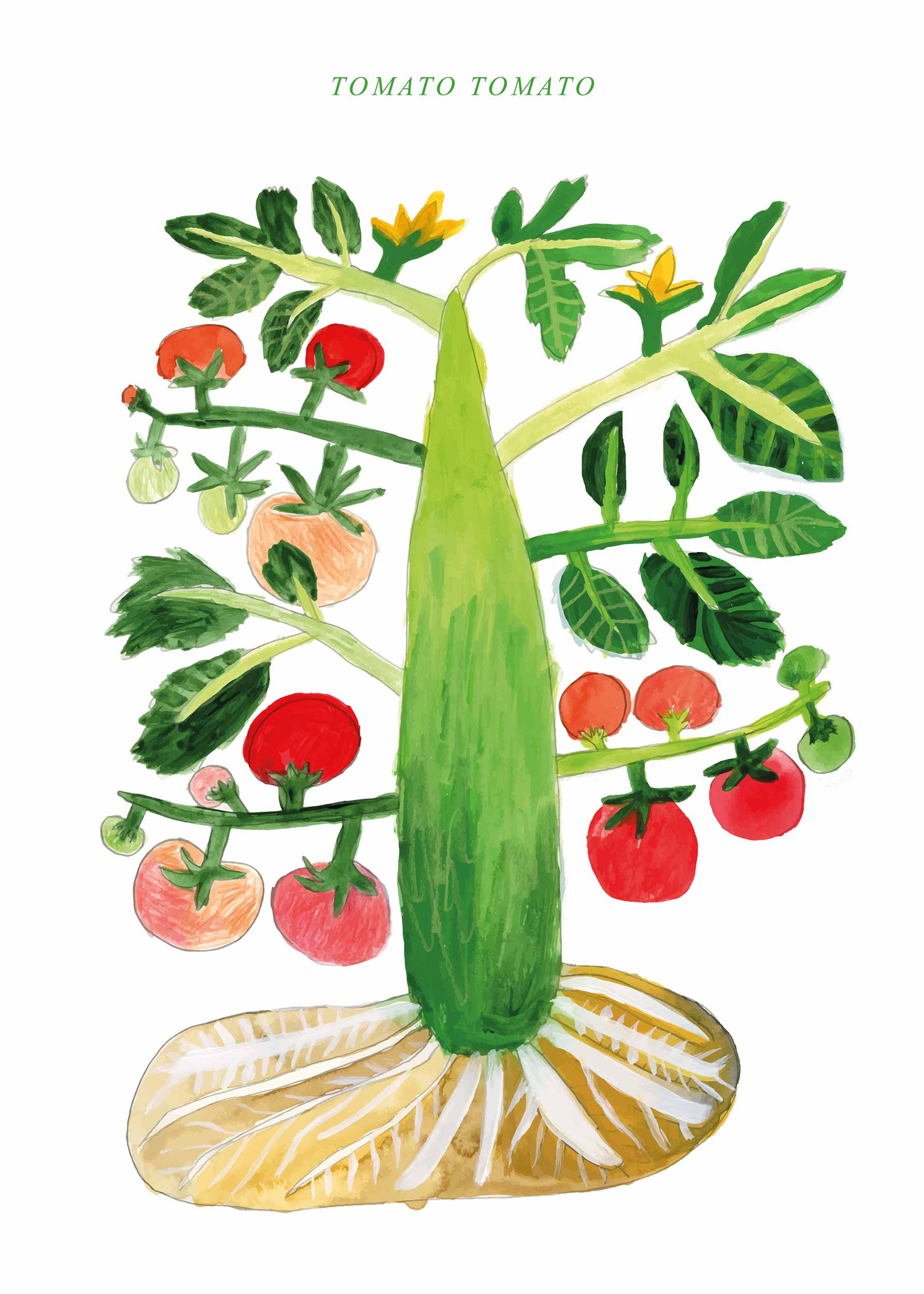Tomato Tomato Poster - Plant illustration (50x70 cm)