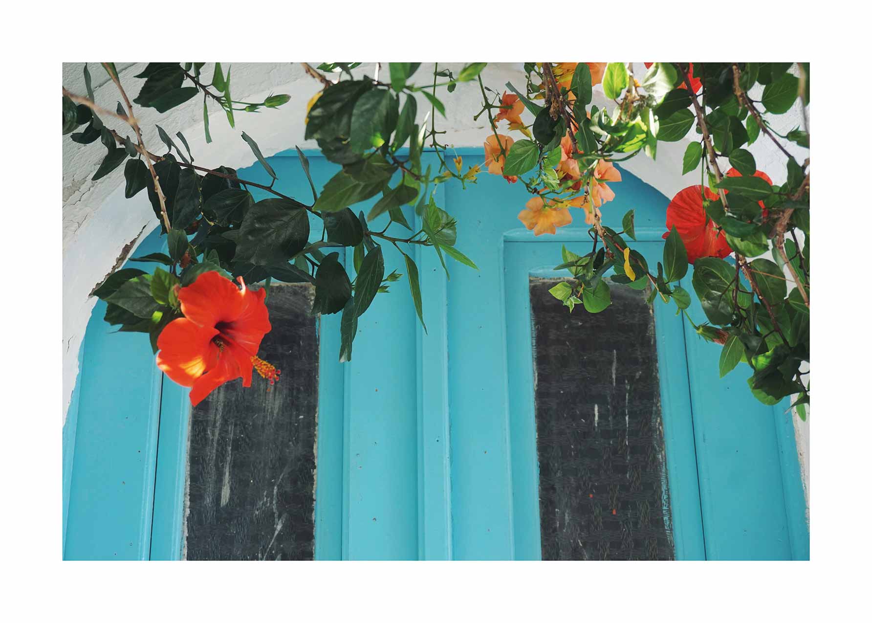 Red Flowers on a Blue Door Poster - Florale Fotografie (40x50 cm)