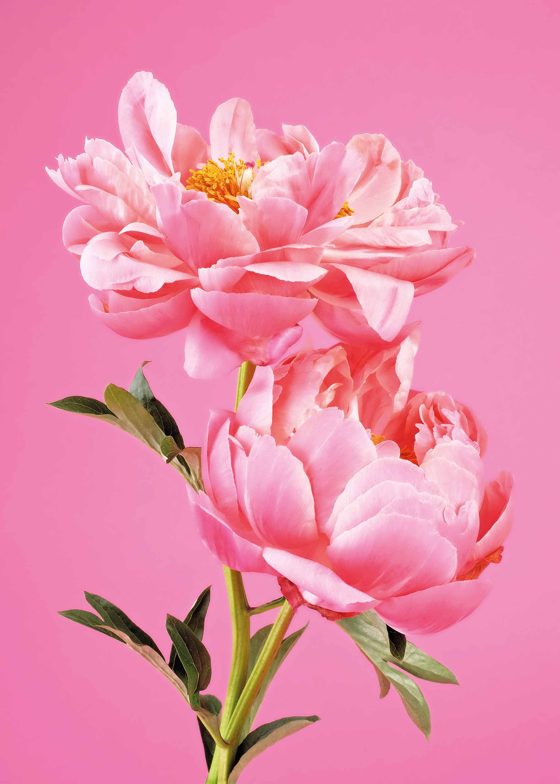 Two Pink Peonies Poster - Blumenfotografie (30x40 cm)