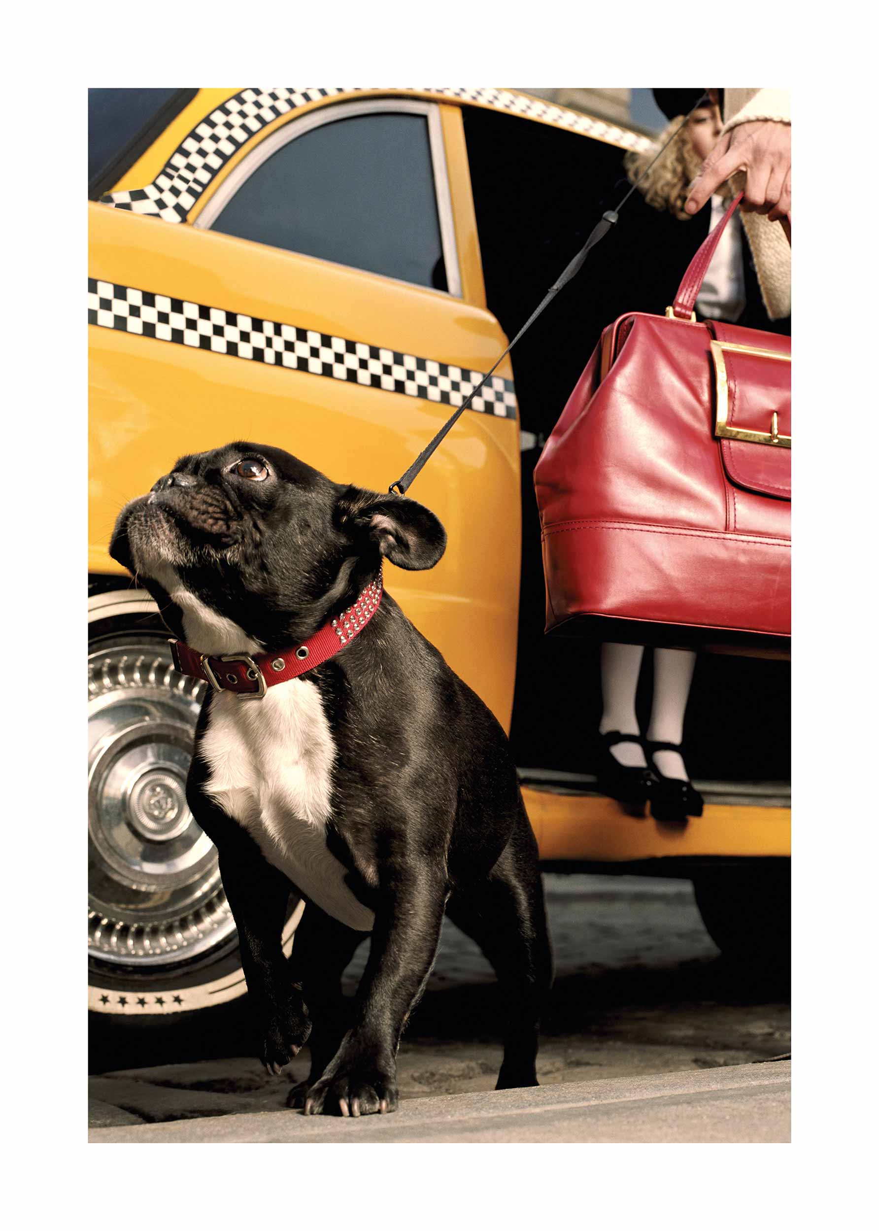 City Dog Poster - Tierillustration (50x70 cm)