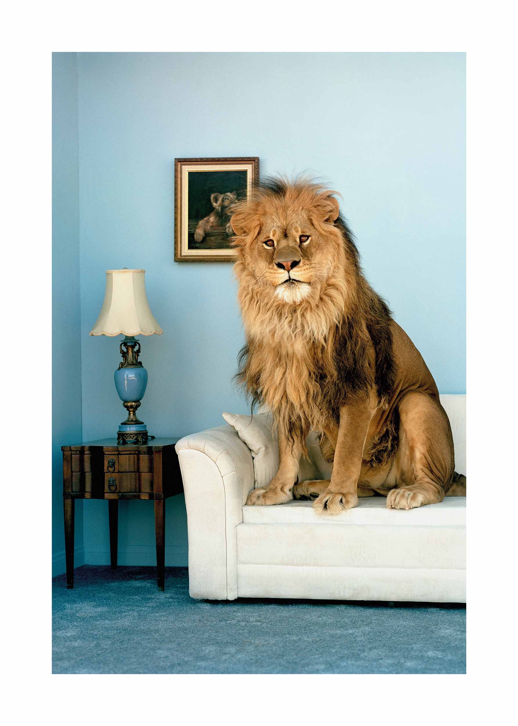 Cozy Lion Poster - Lion photo (50x70 cm)