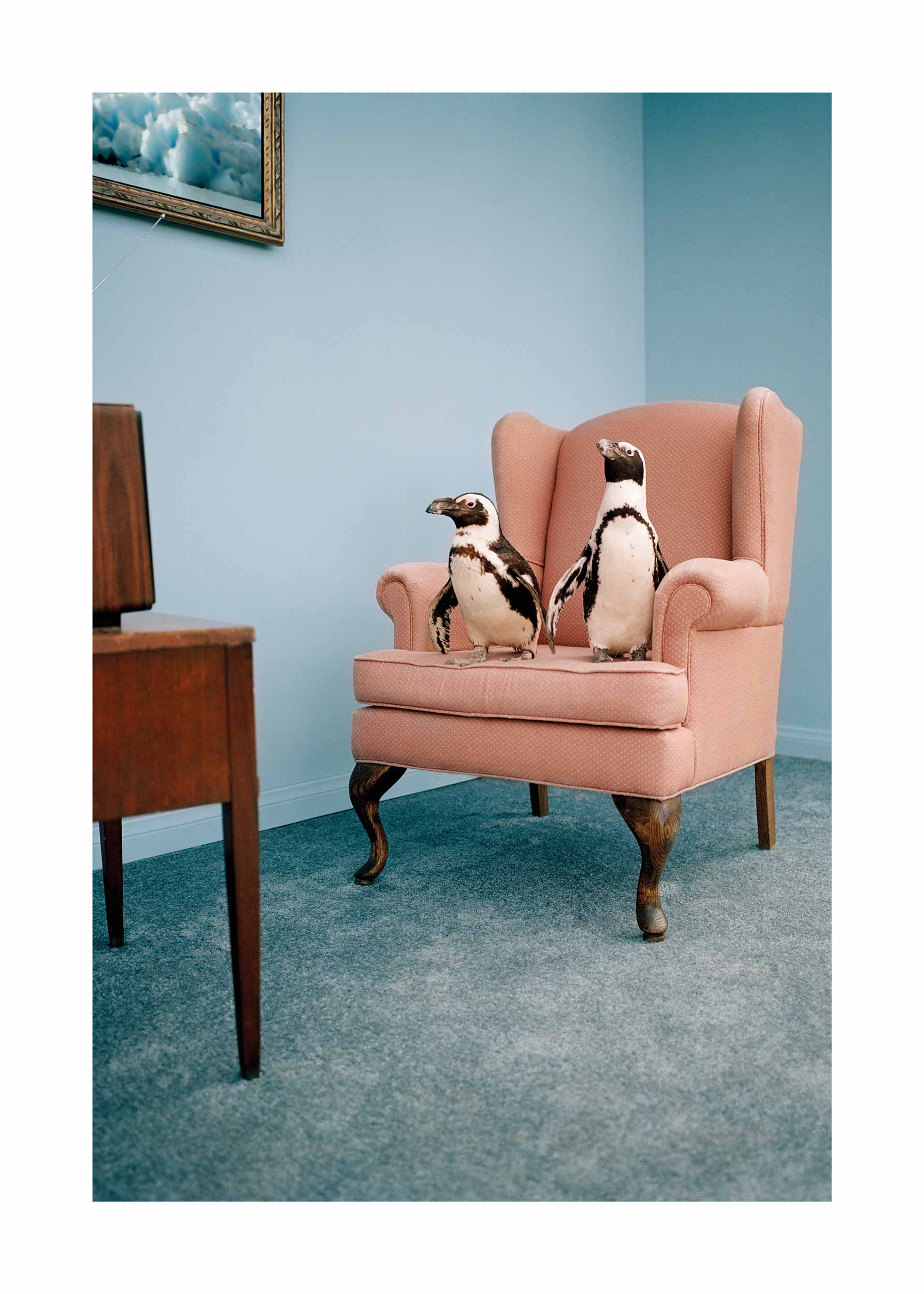 The Penguin Show Poster - Tierfotografie (40x50 cm)