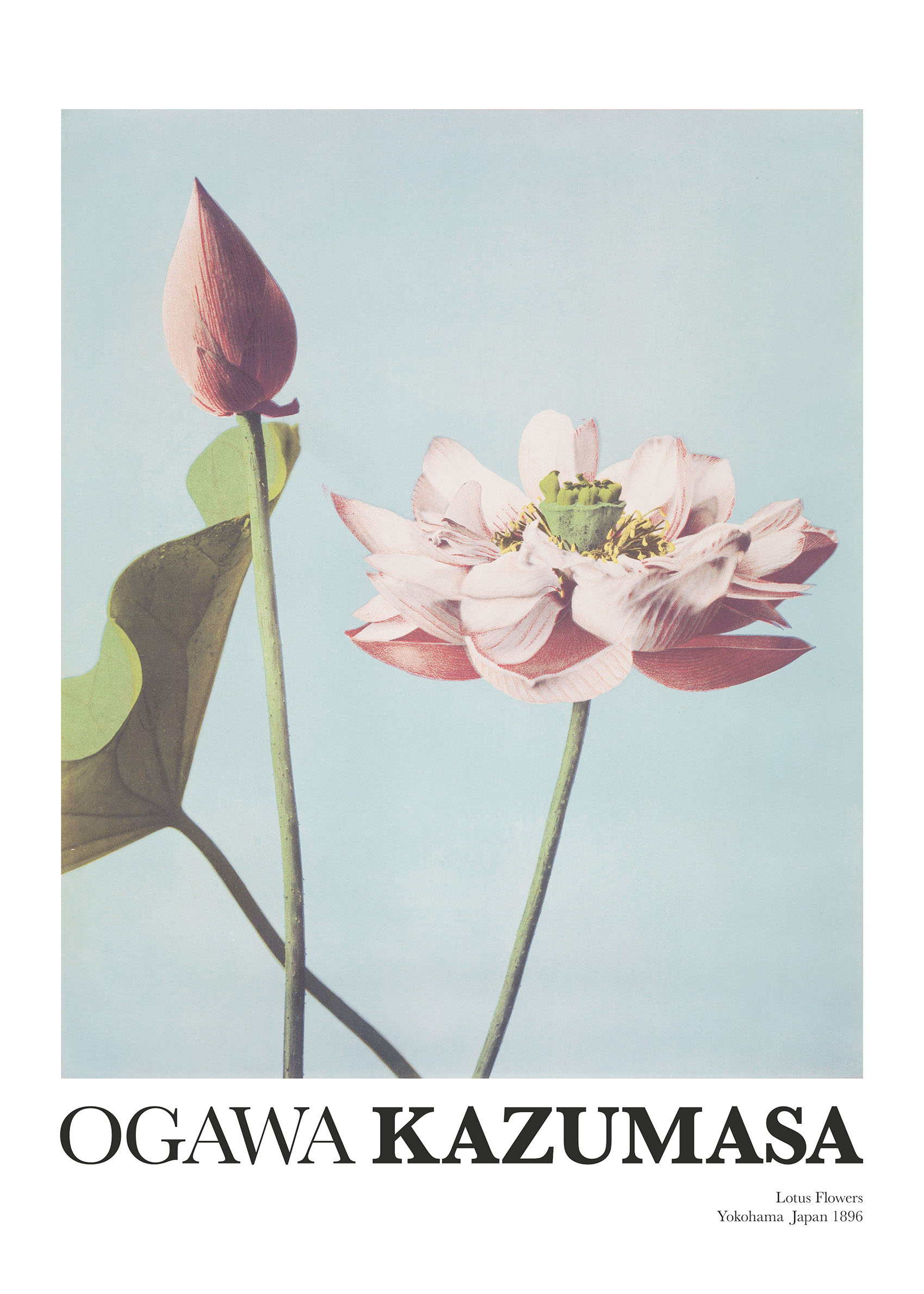 Lotus Flowers by Ogawa Kazumasa Poster - Botanical photography (70x100 cm)