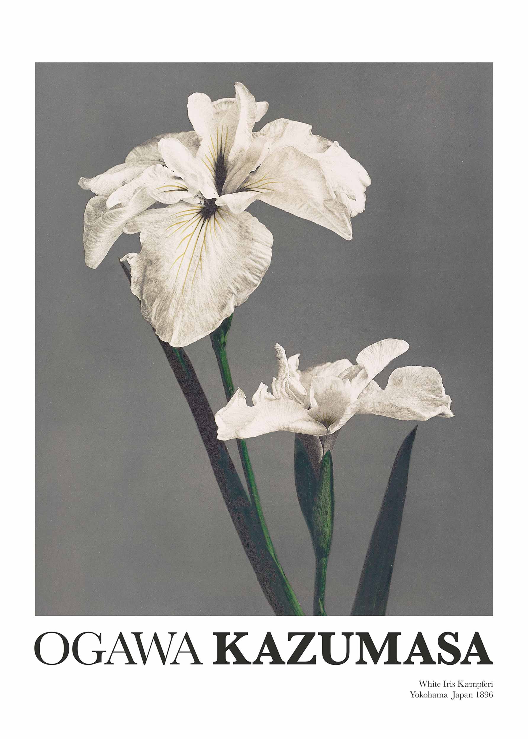 Vintage floral poster – White Iris Kaempferi by Ogawa Kazumasa