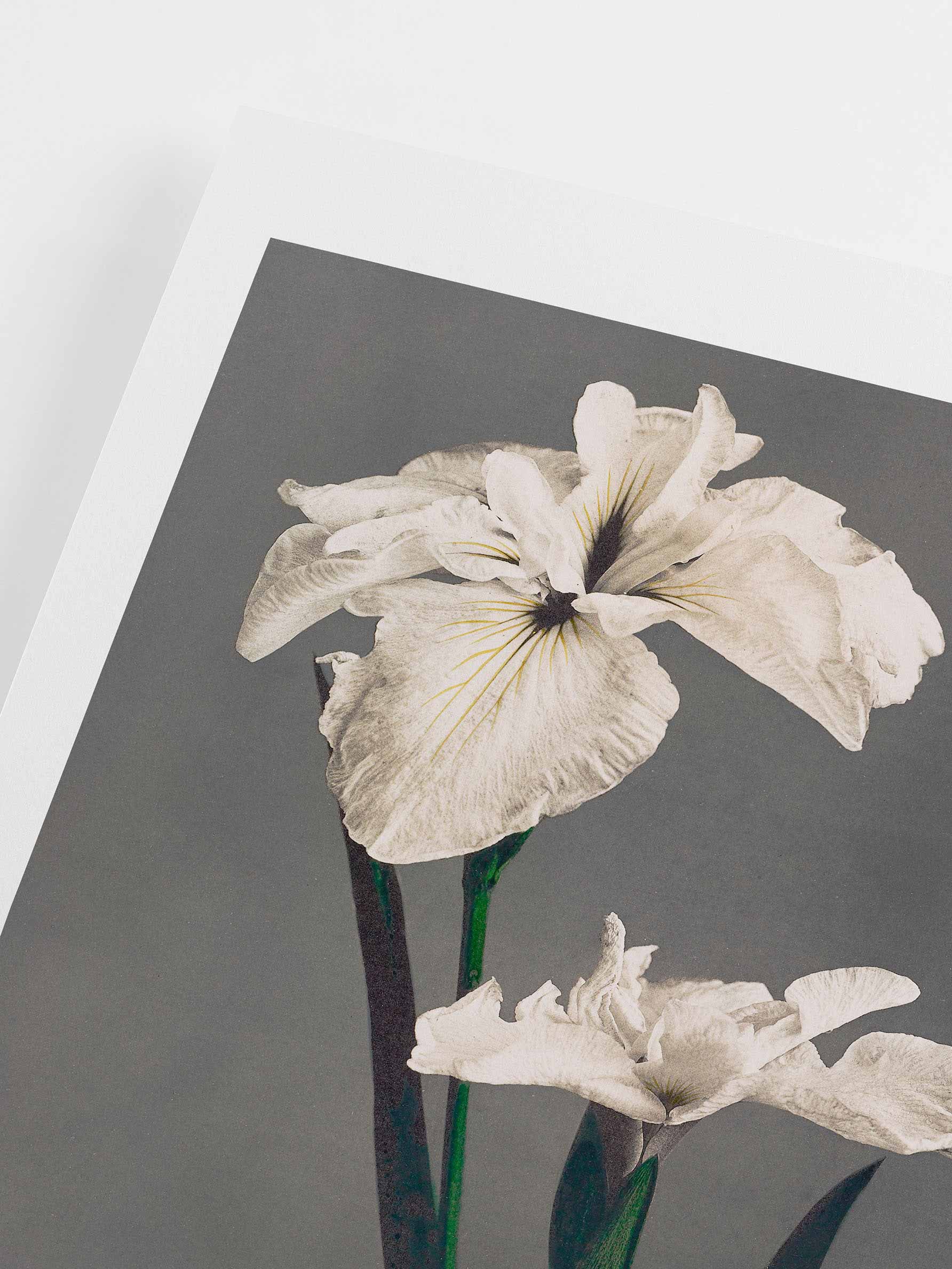 Vintage floral poster – White Iris Kaempferi by Ogawa Kazumasa