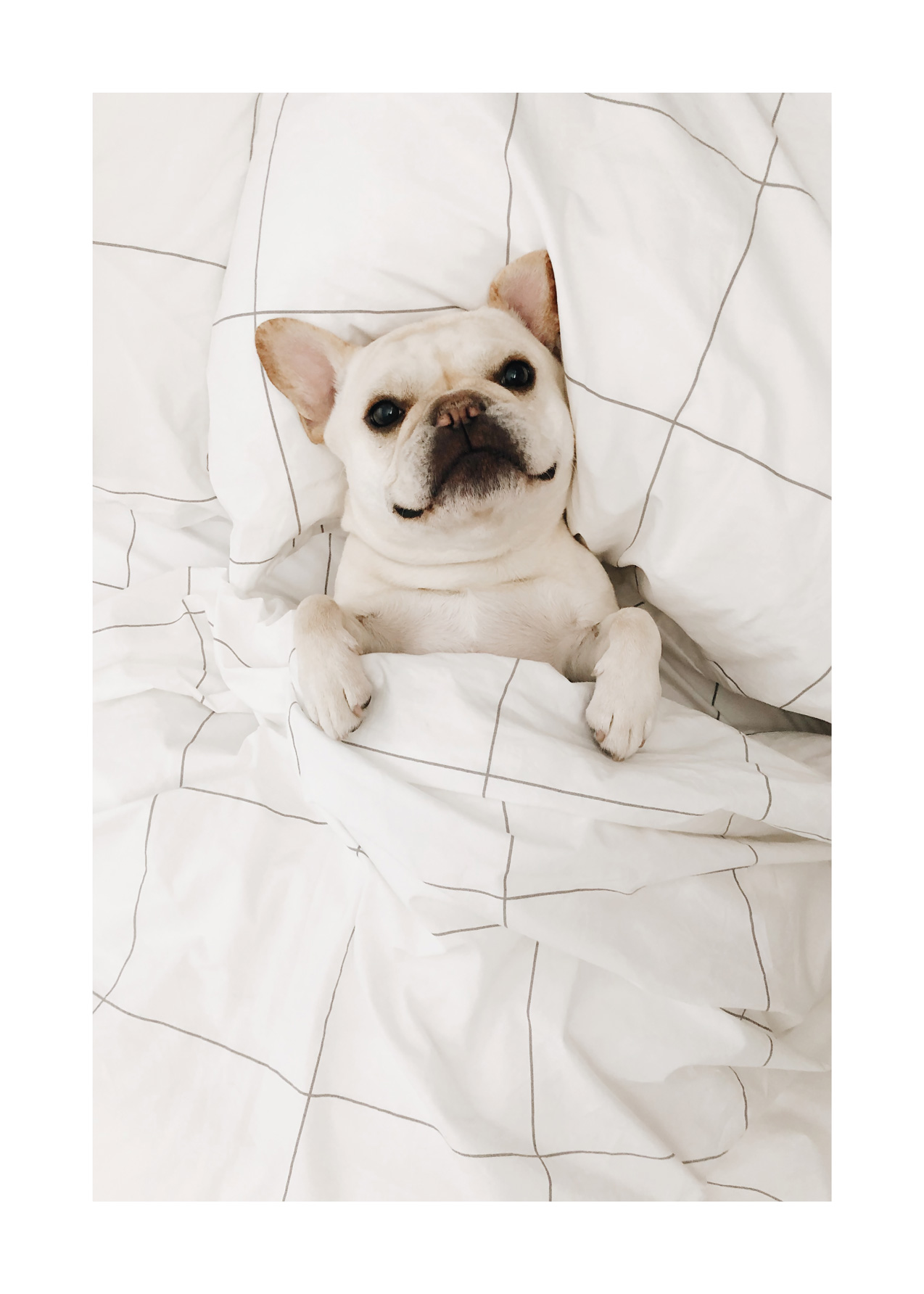 Soft Dog Poster - Tierillustration (40x50 cm)