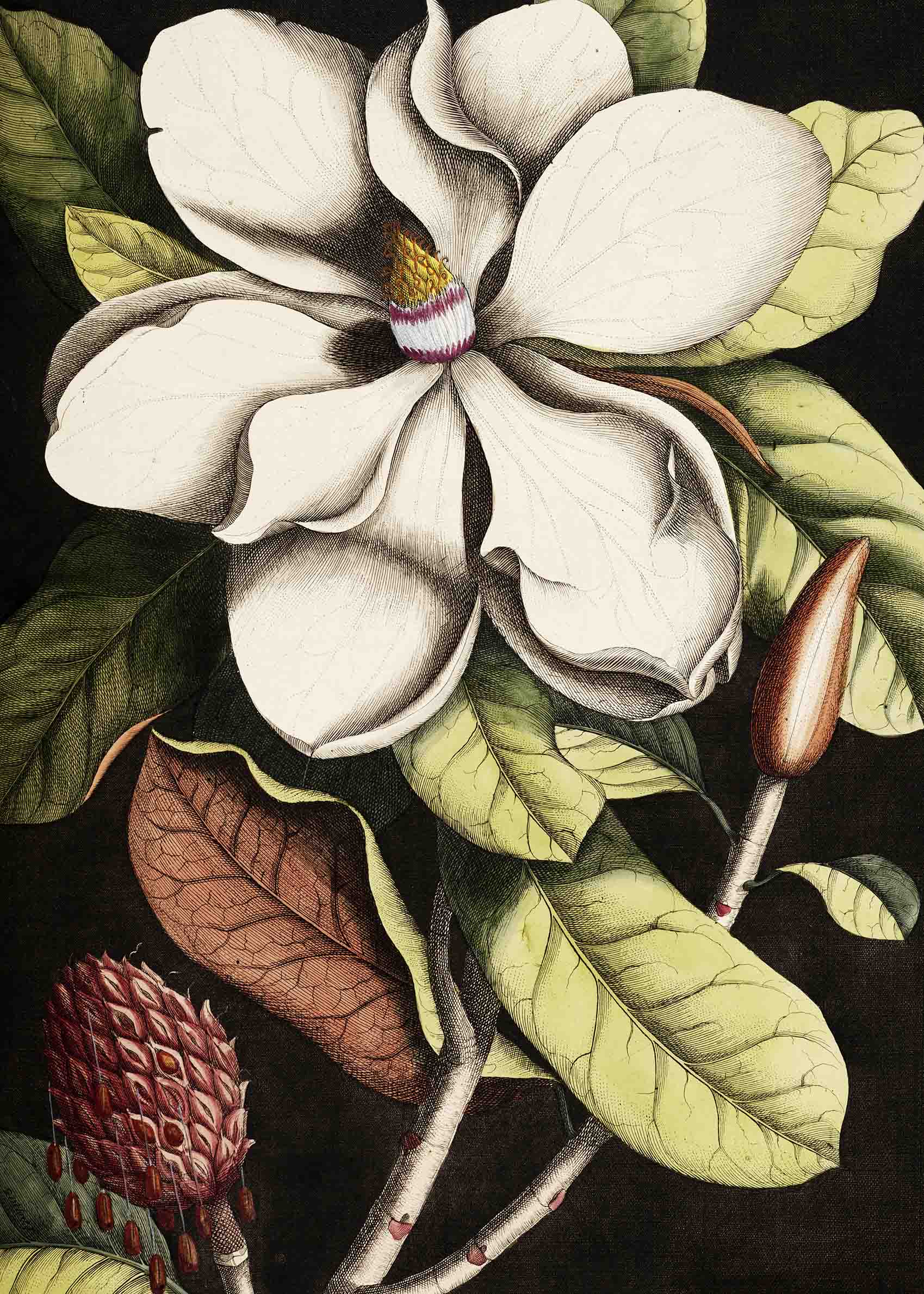 Laurel Tree Poster - Magnolienillustration (70x100 cm)