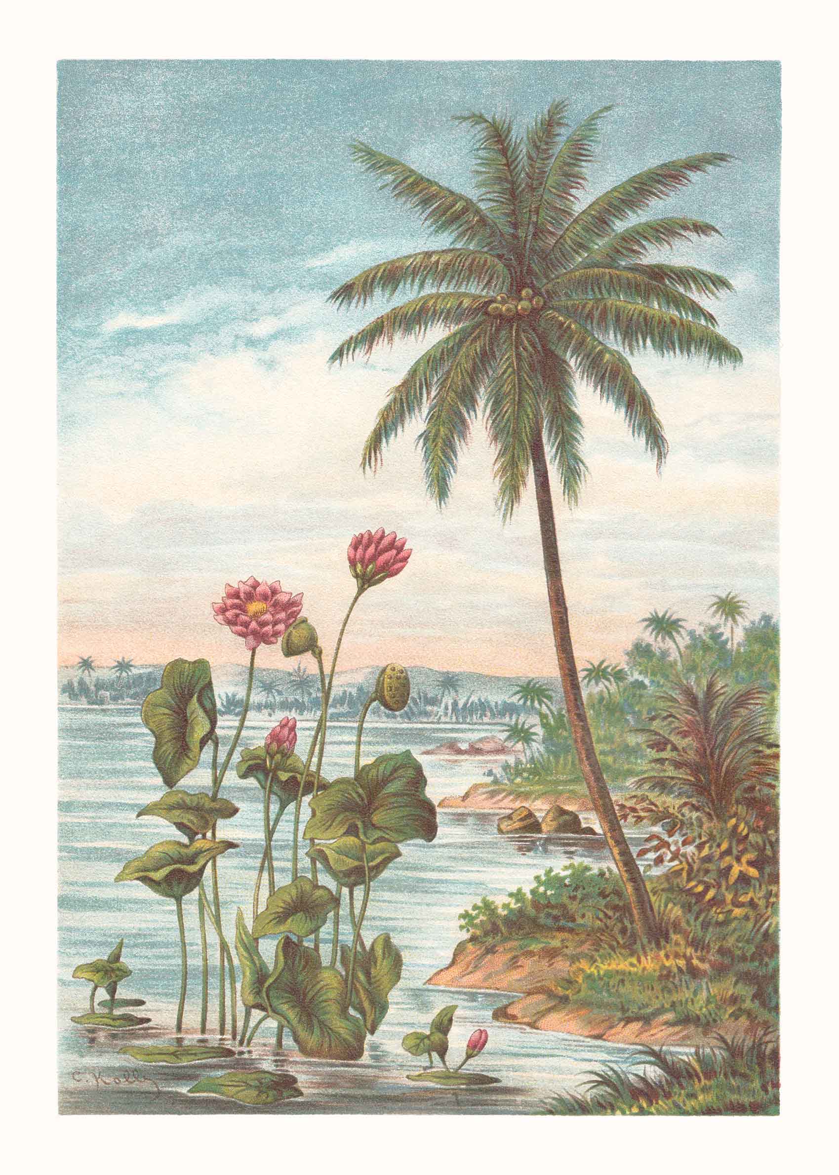 Lotus Flower and Coconut Palm Poster - Botanische Grafik (30x40 cm)